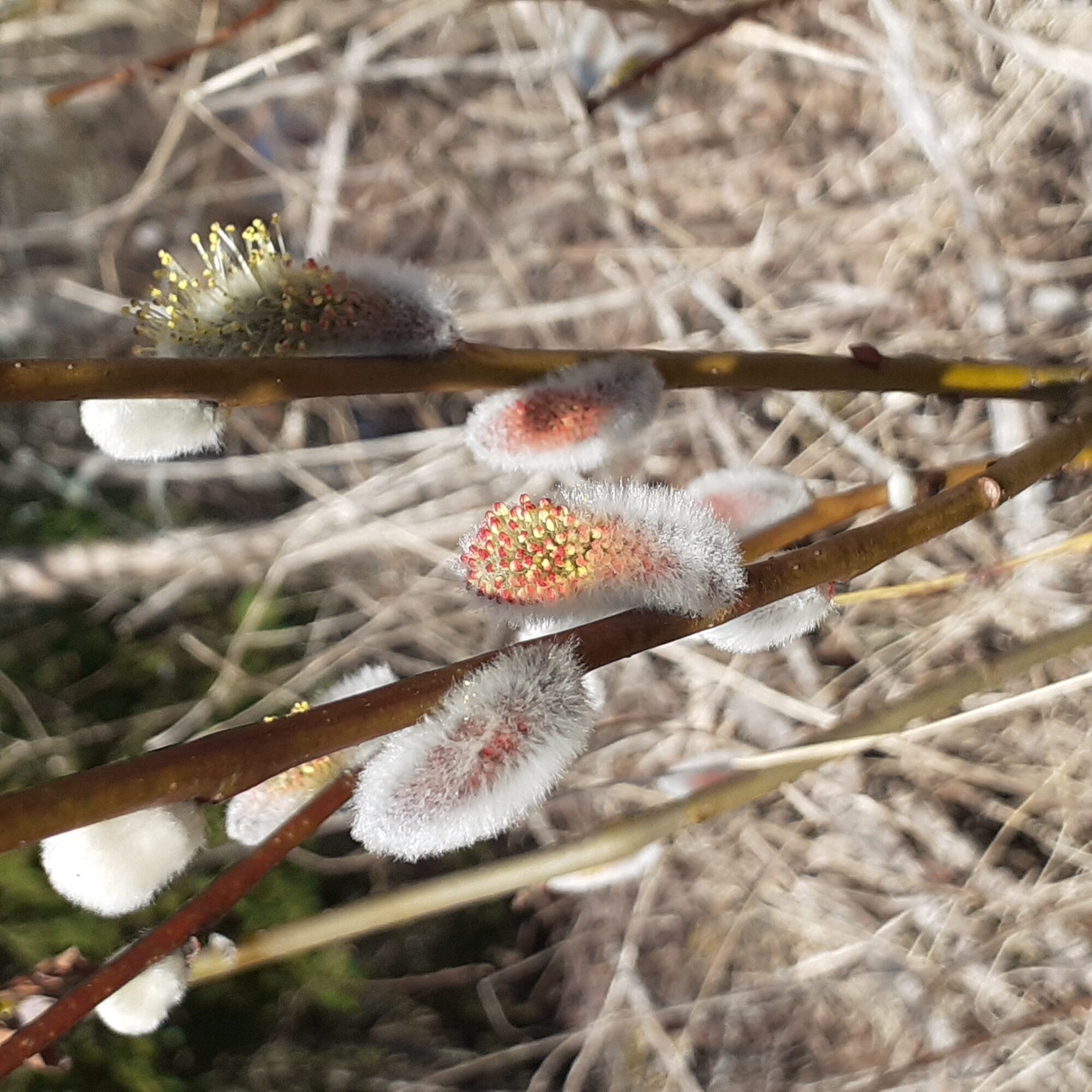 Valokuvaaja: Maarit Pietiläinen