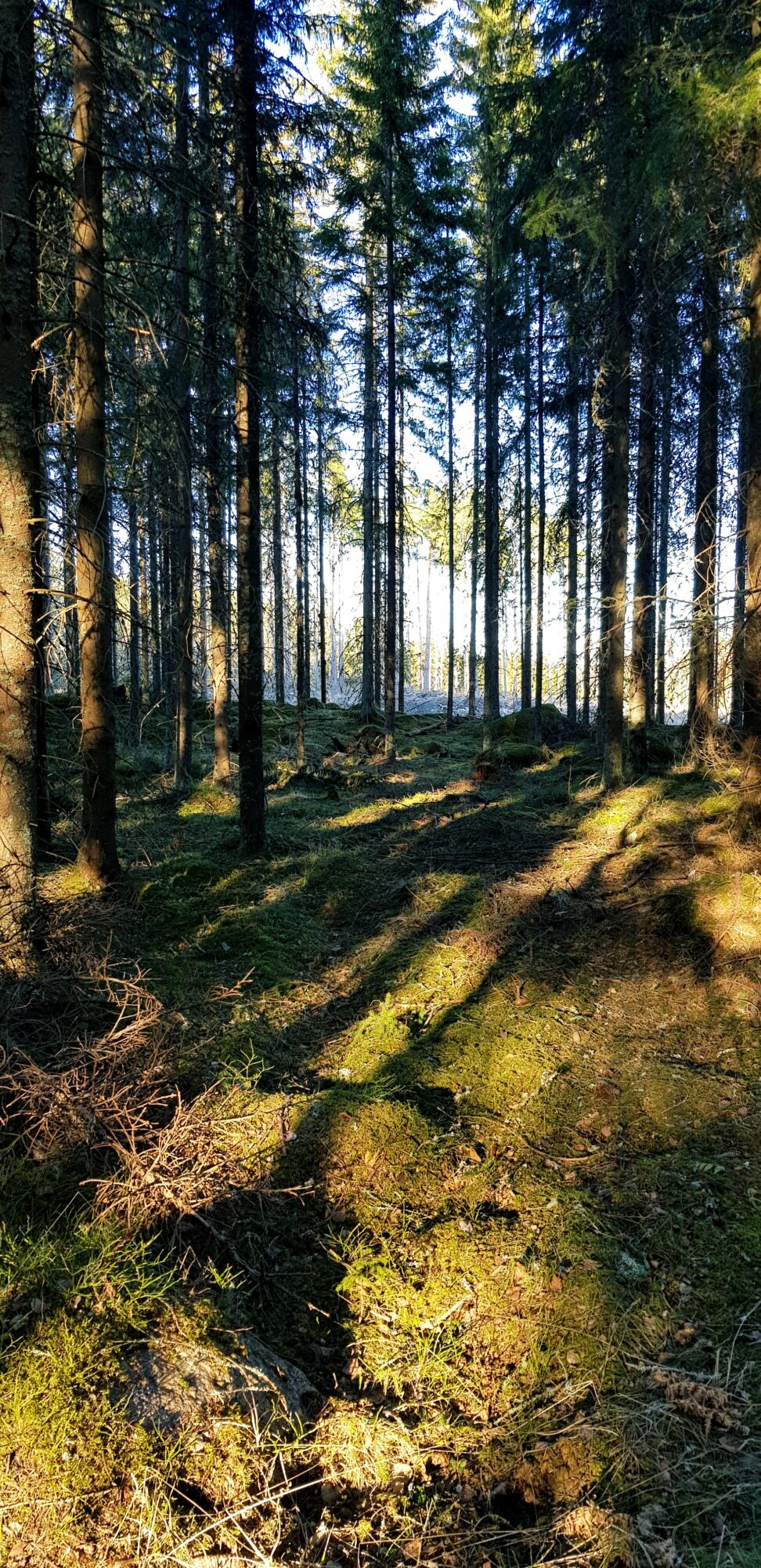 Valokuvaaja: Sonja Nokkala