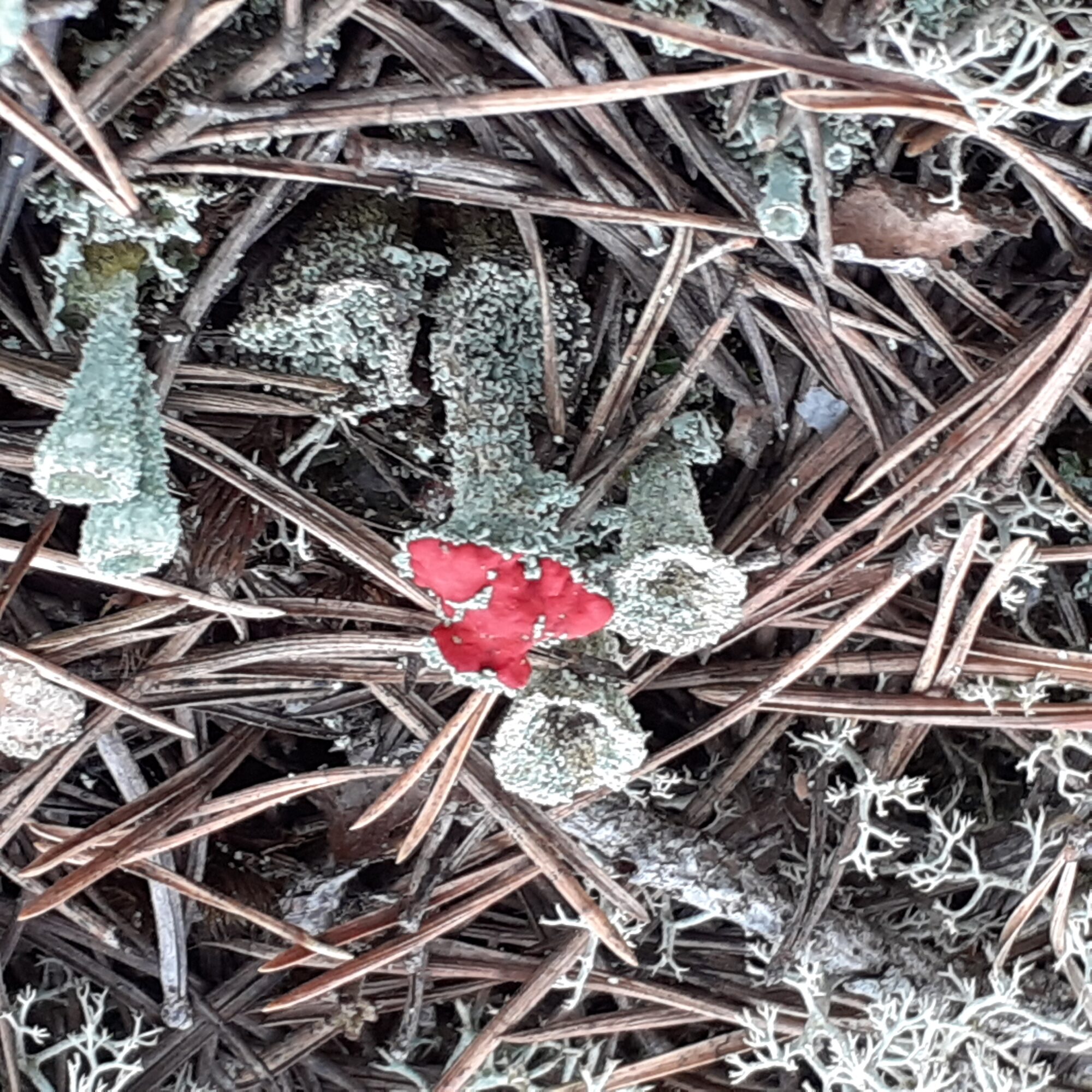 Valokuvaaja: Maarit Pietiläinen