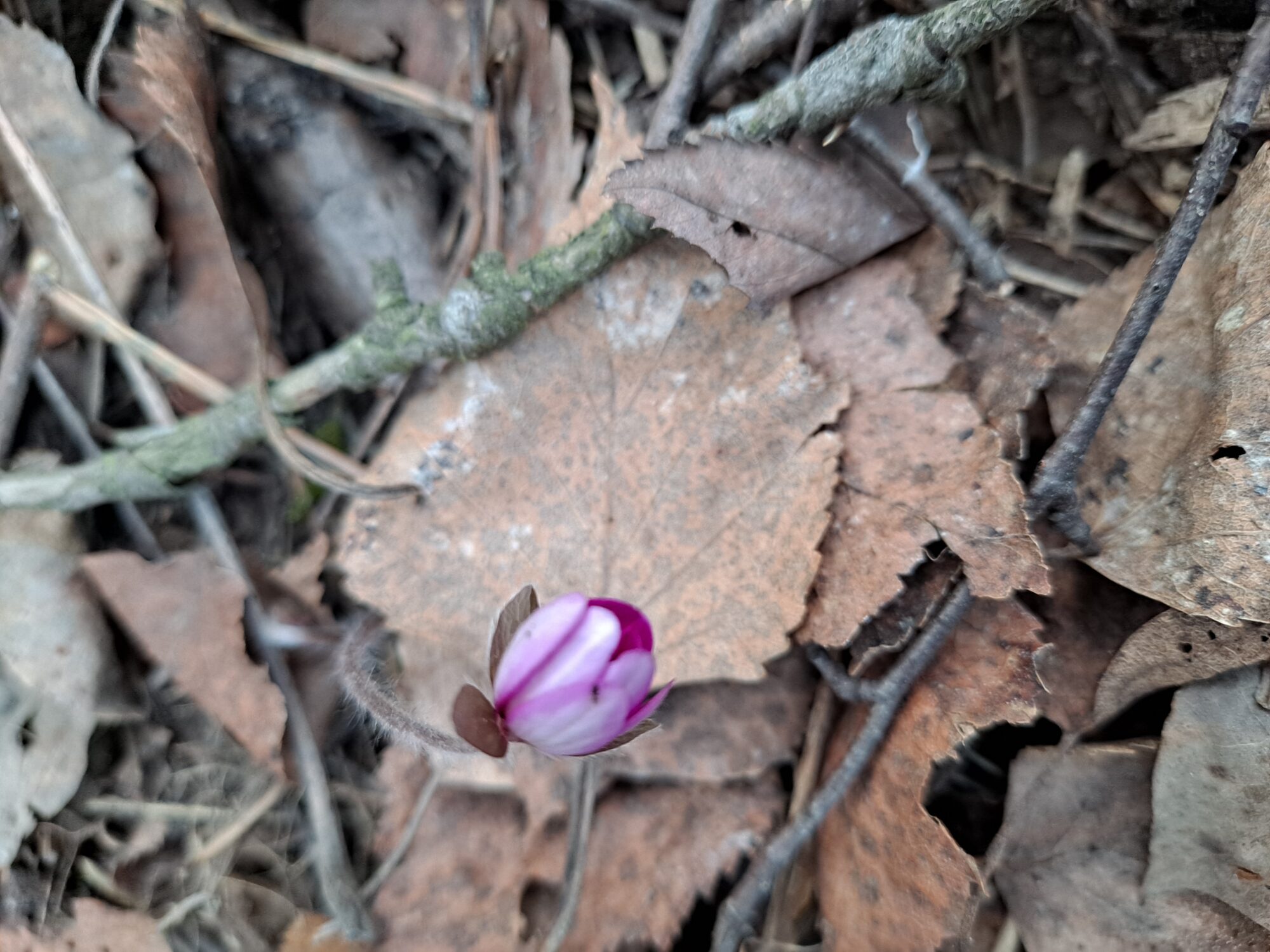 Valokuvaaja: Satu Suuntala Valokuvaaja: Satu Suuntala