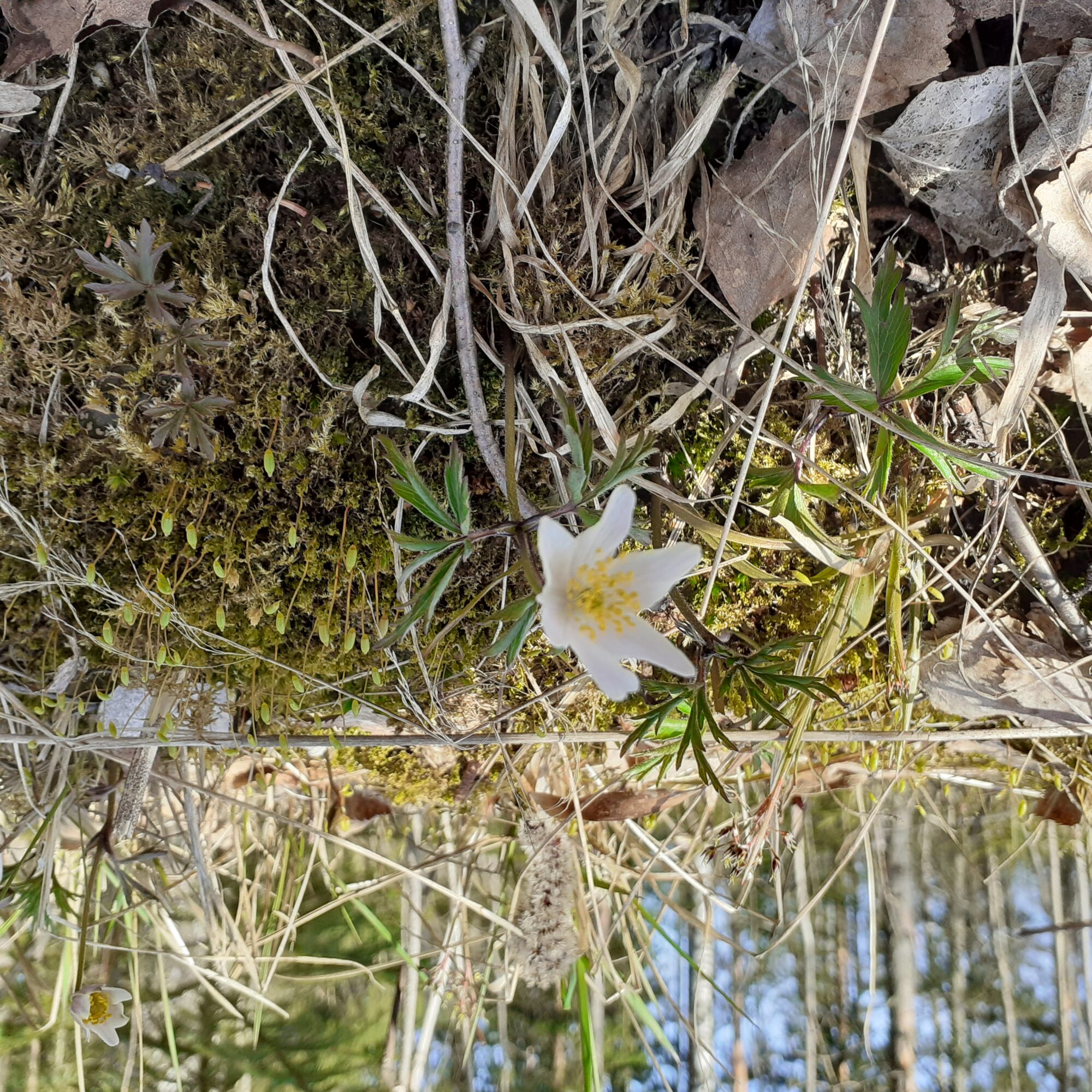 Valokuvaaja: Maarit Pietiläinen