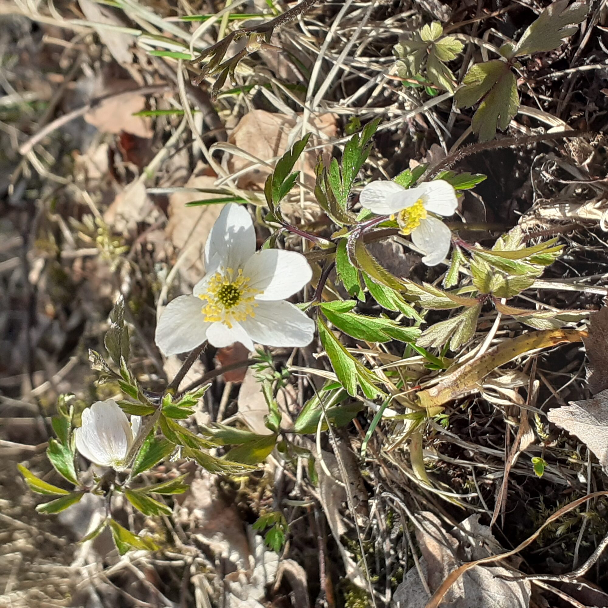 Valokuvaaja: Maarit Pietiläinen