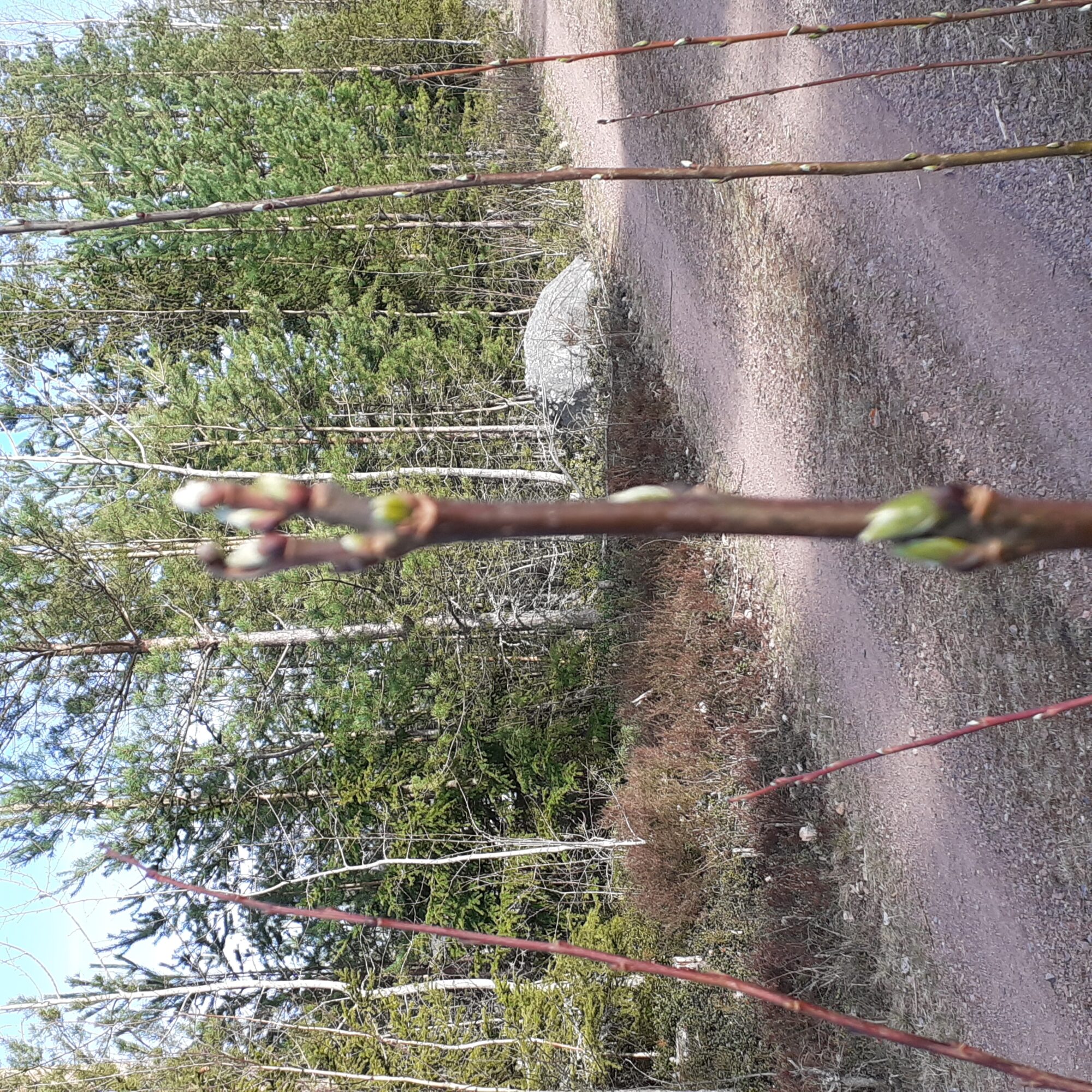 Valokuvaaja: Maarit Pietiläinen