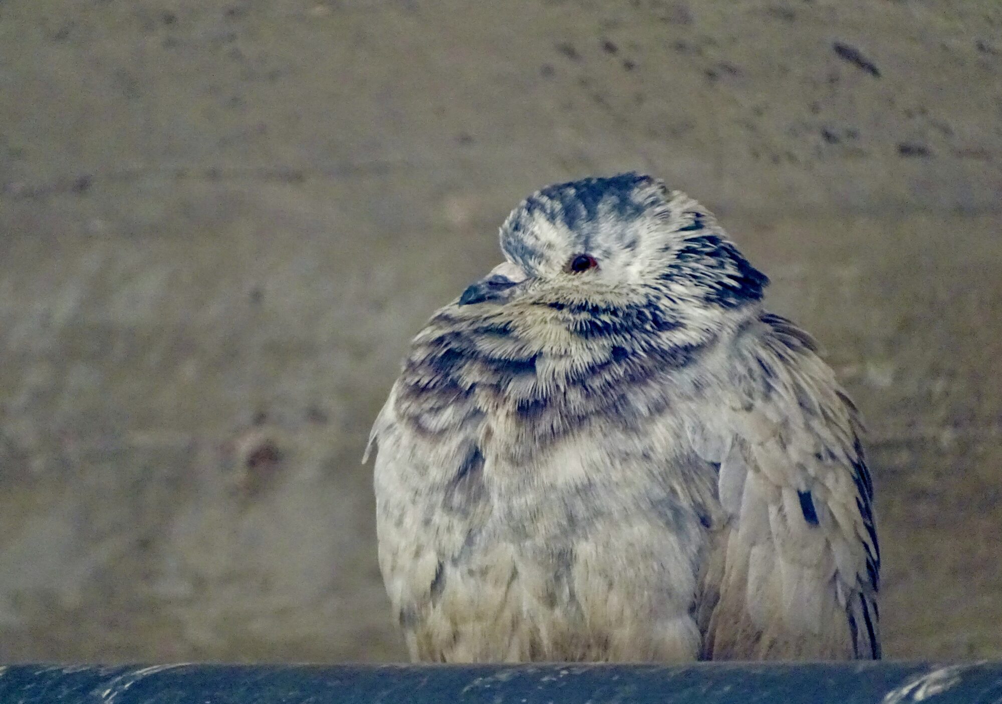 Valokuvaaja: Juhani Peltonen