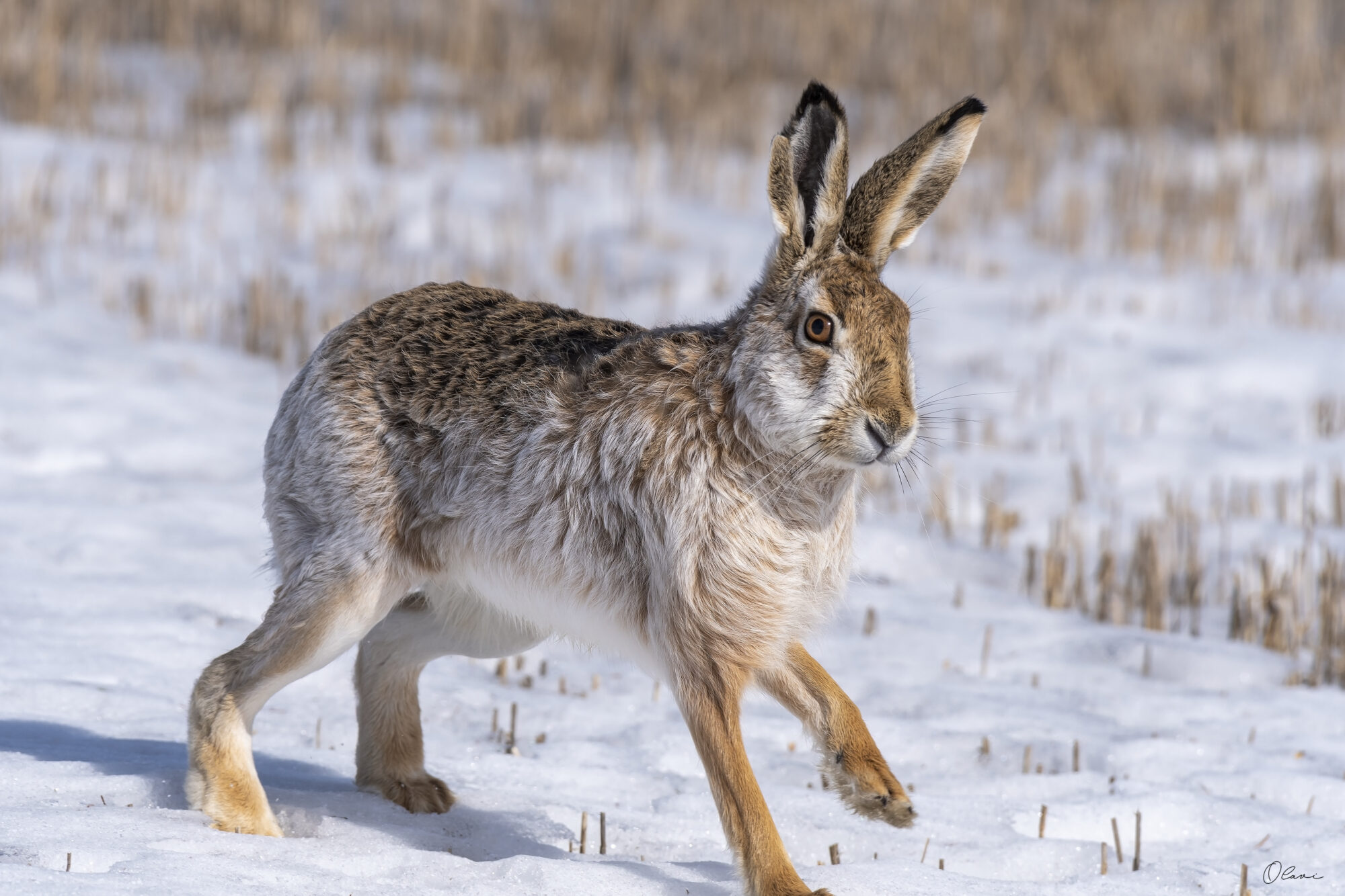 Valokuvaaja: Olavi Kangas