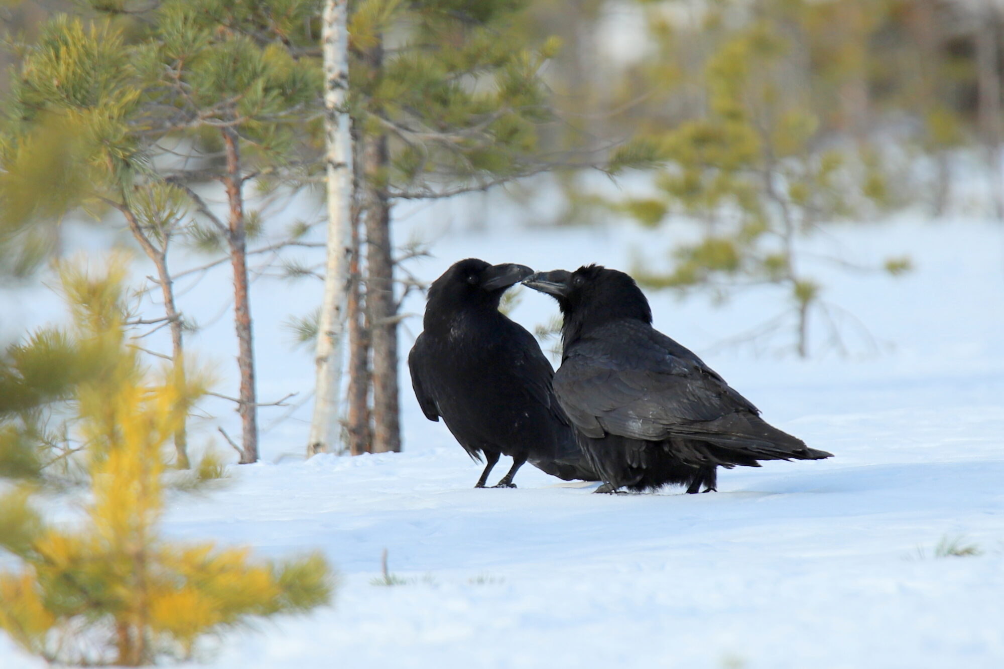 Valokuvaaja: sirpa jyske Valokuvaaja: sirpa jyske