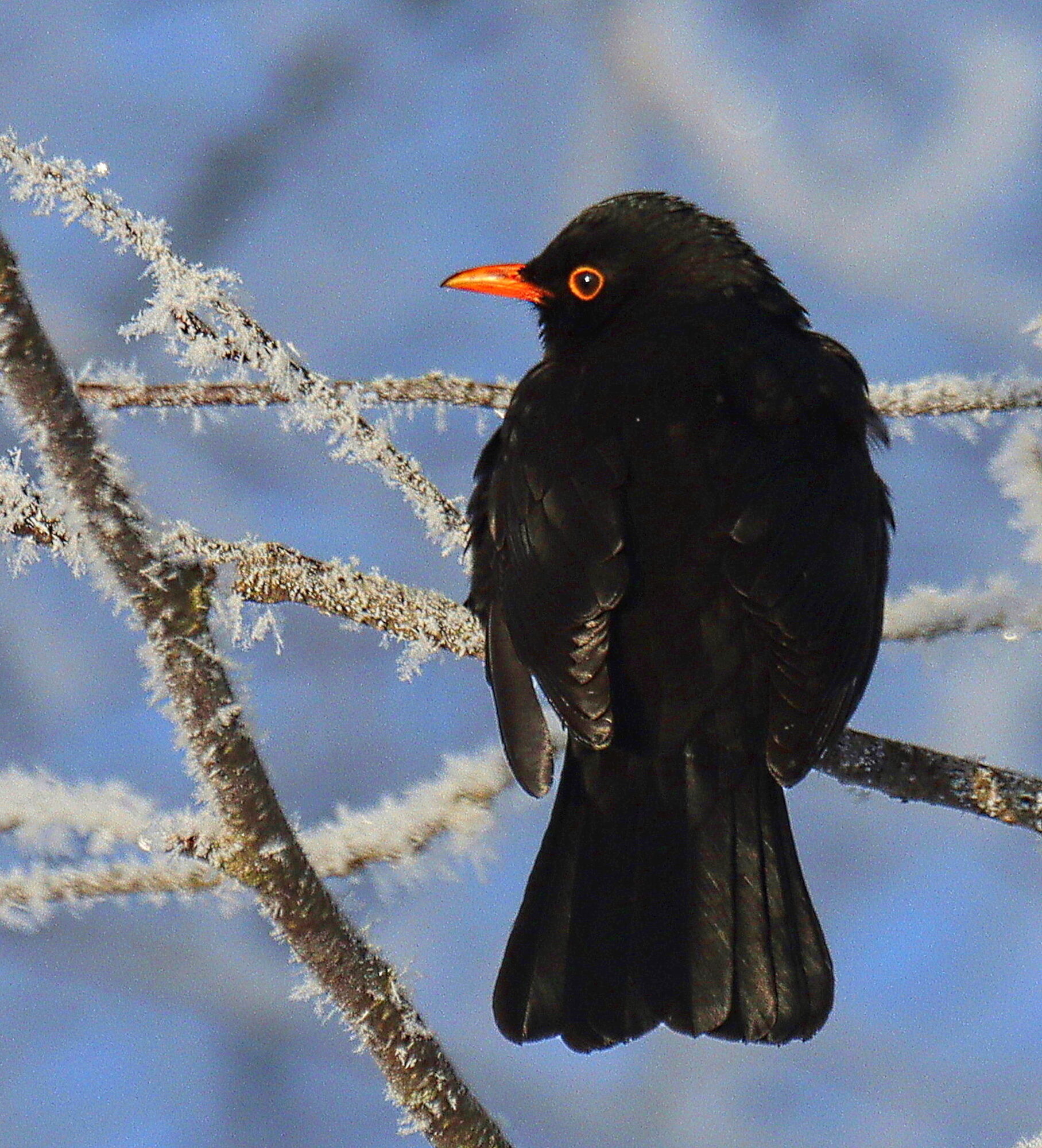 Valokuvaaja: Ritva Nieminen