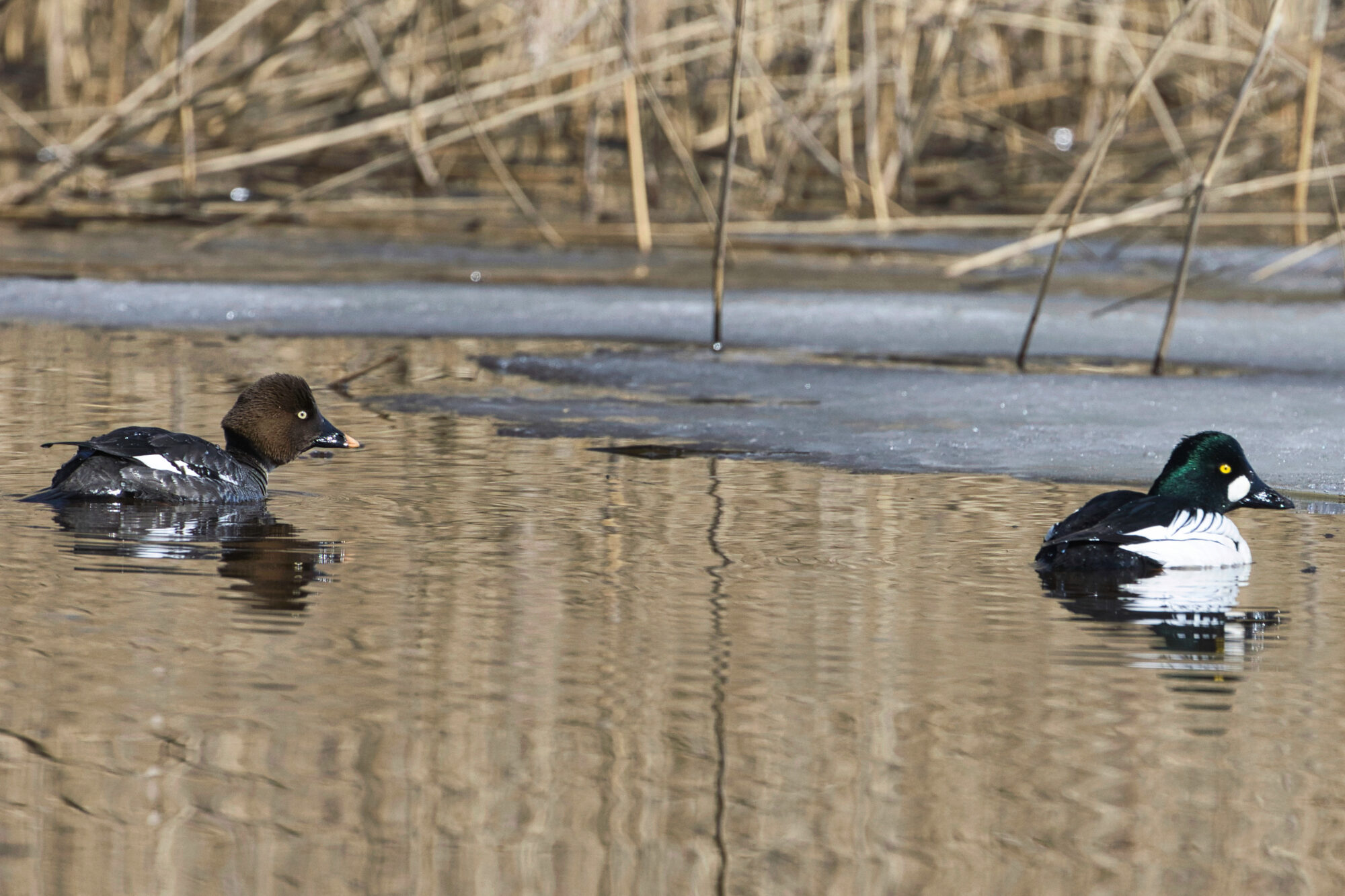 Valokuvaaja: Ari Branthin