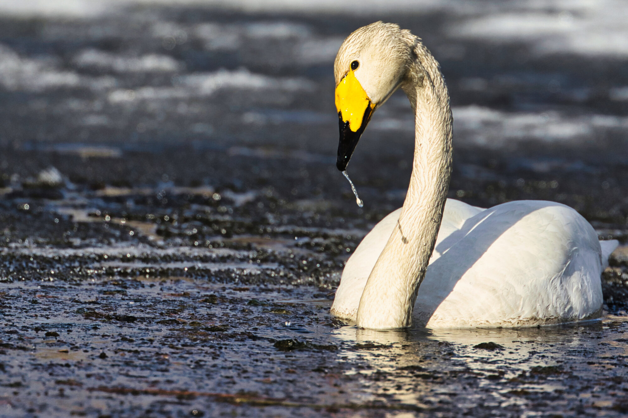 Valokuvaaja: Ari Branthin