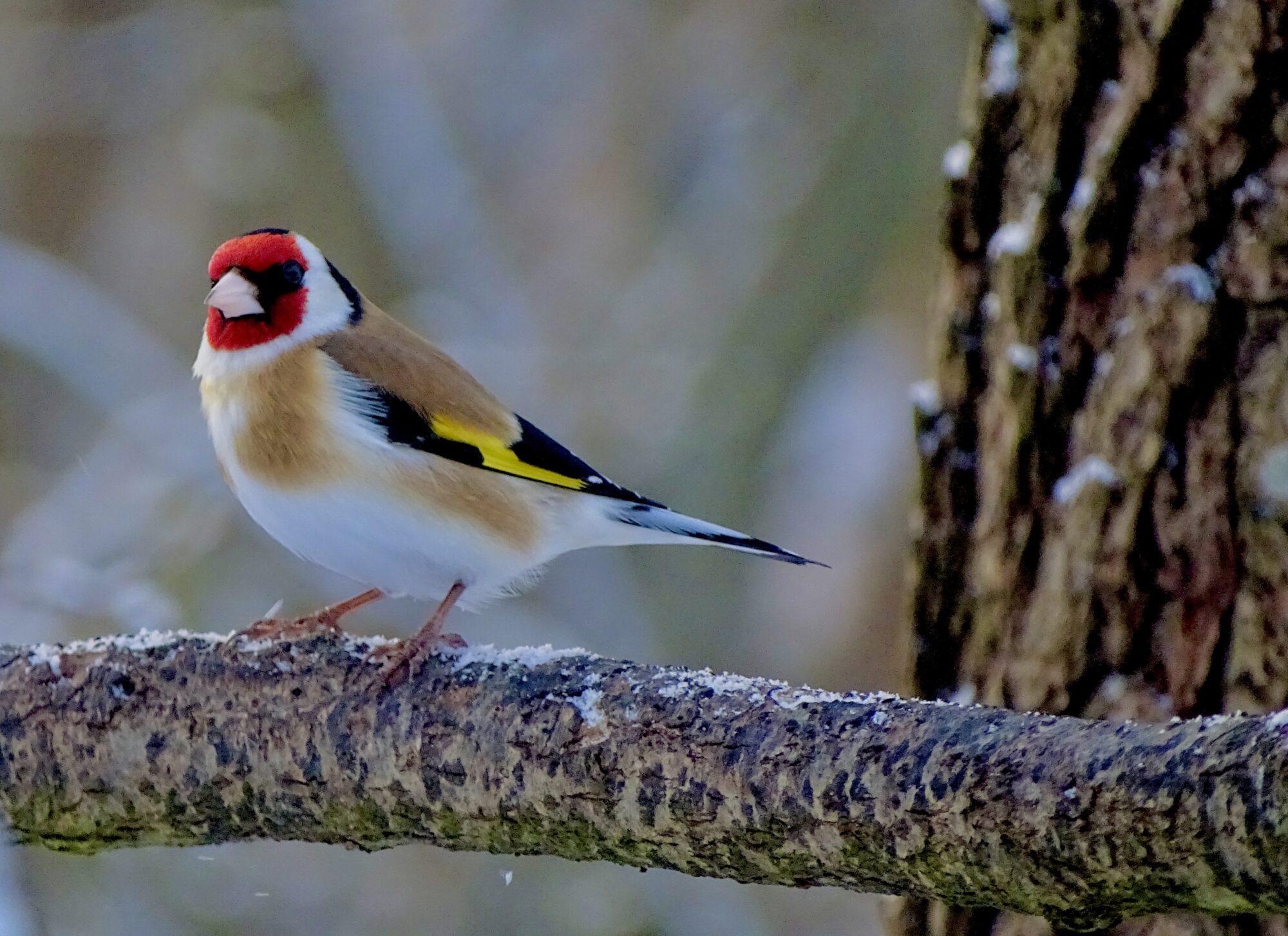 Valokuvaaja: Juhani Peltonen Valokuvaaja: Juhani Peltonen