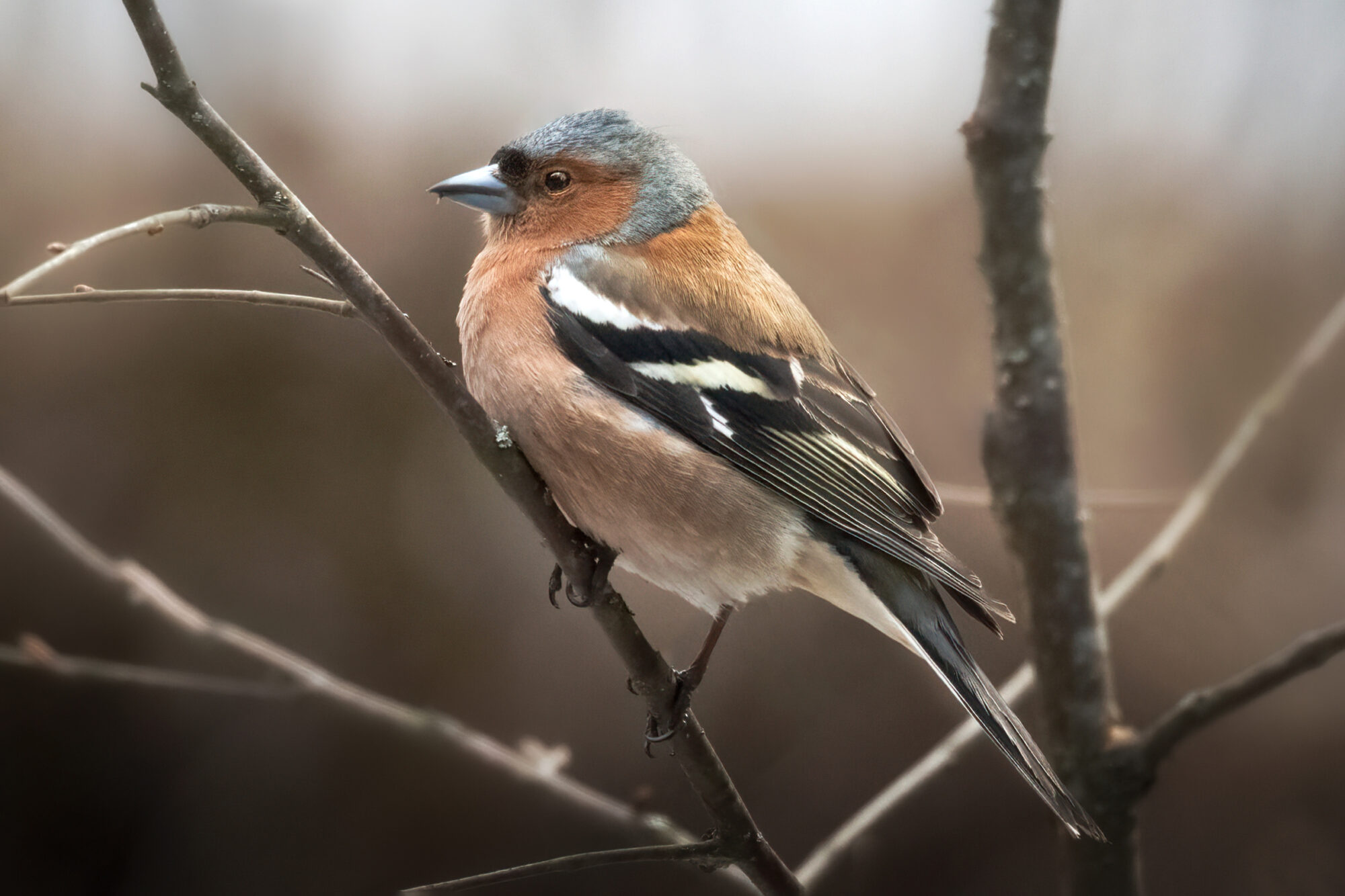Valokuvaaja: Risto Lavi Valokuvaaja: Risto Lavi
