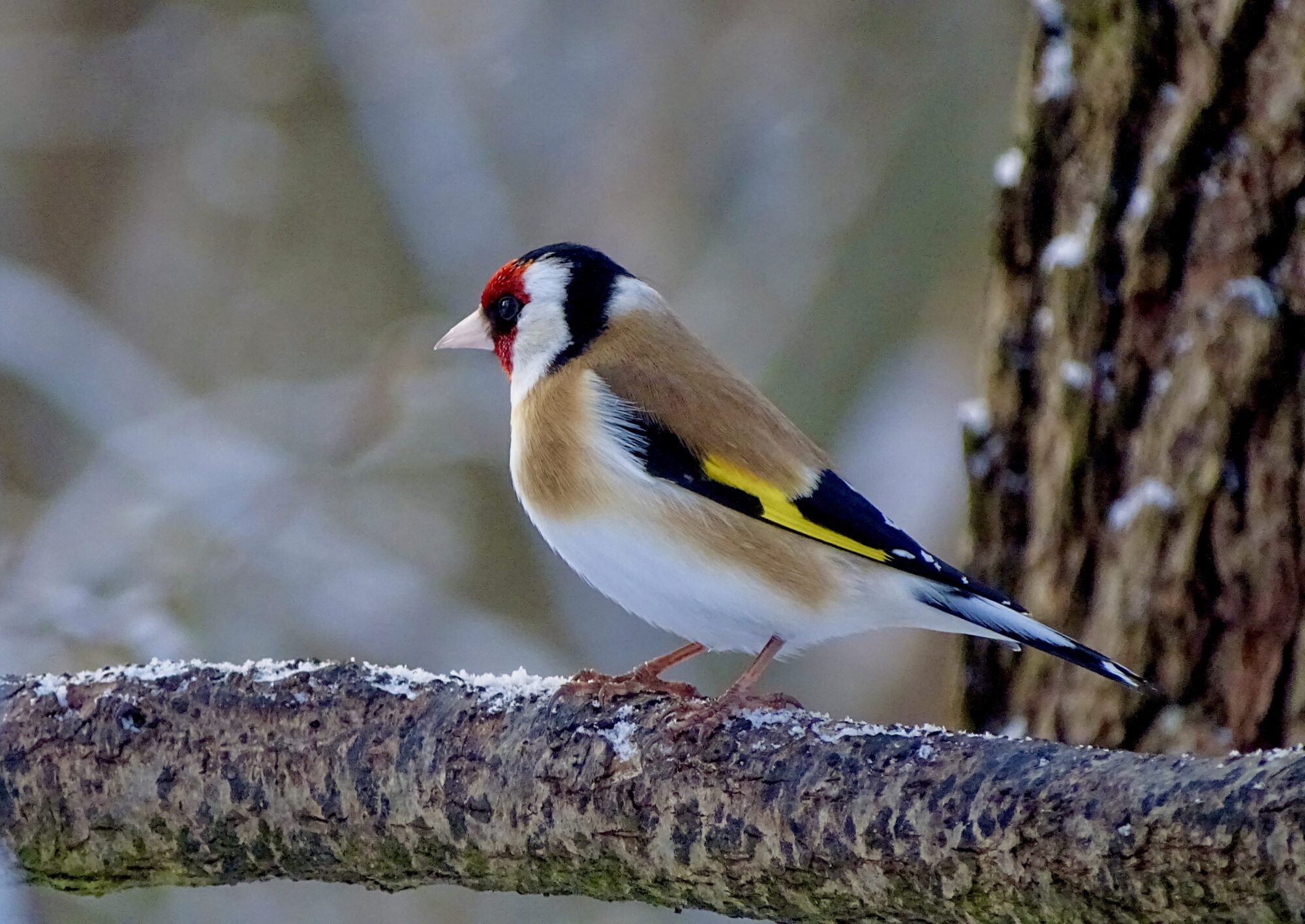 Valokuvaaja: Juhani Peltonen