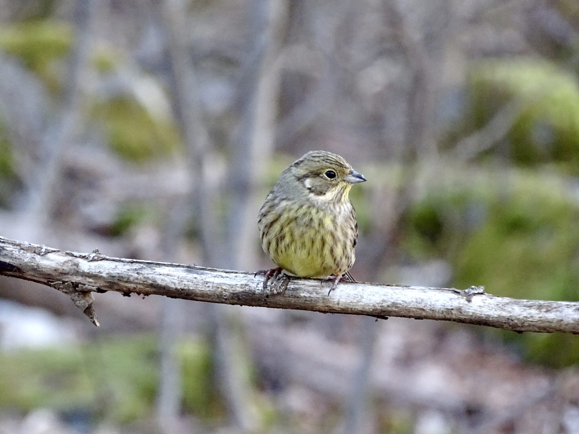 Valokuvaaja: Juhani Peltonen