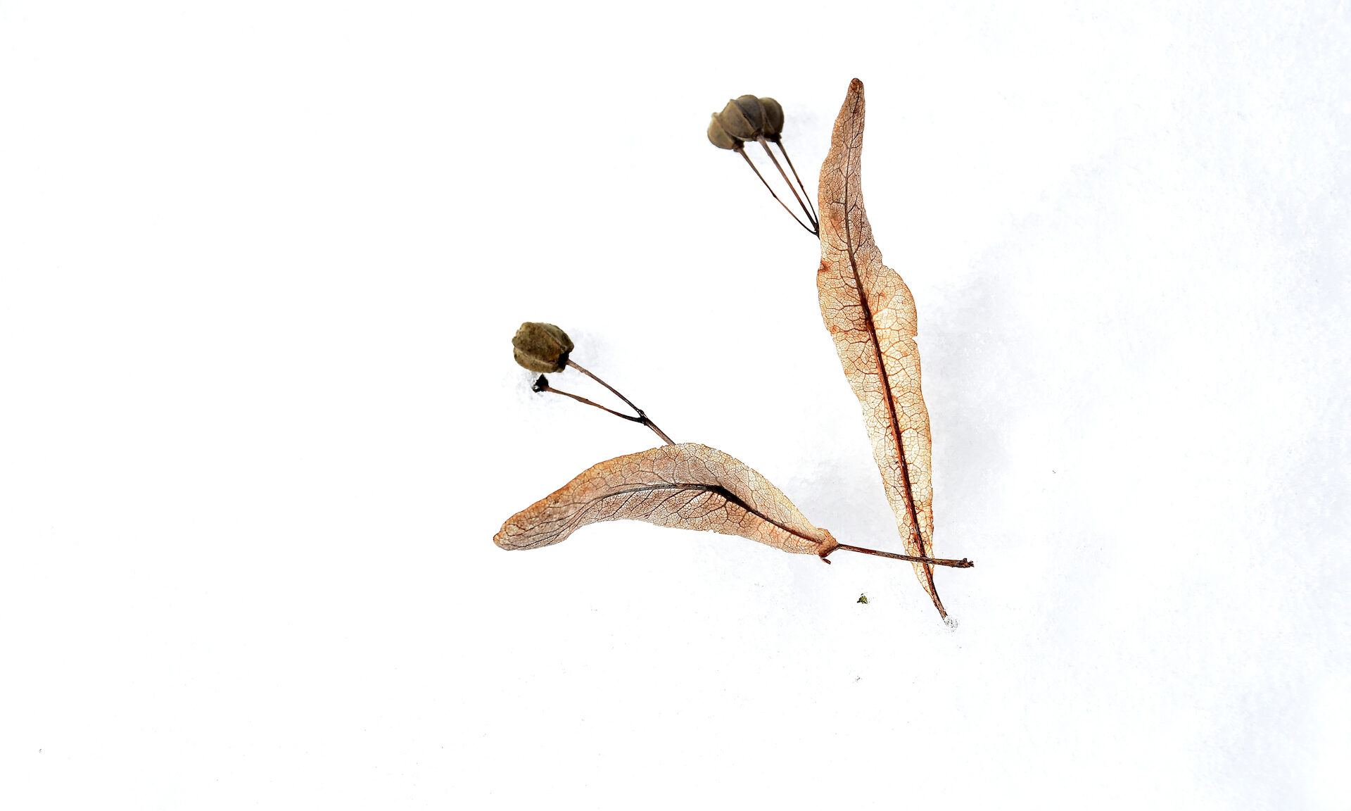 Valokuvaaja: Lasse Rokka