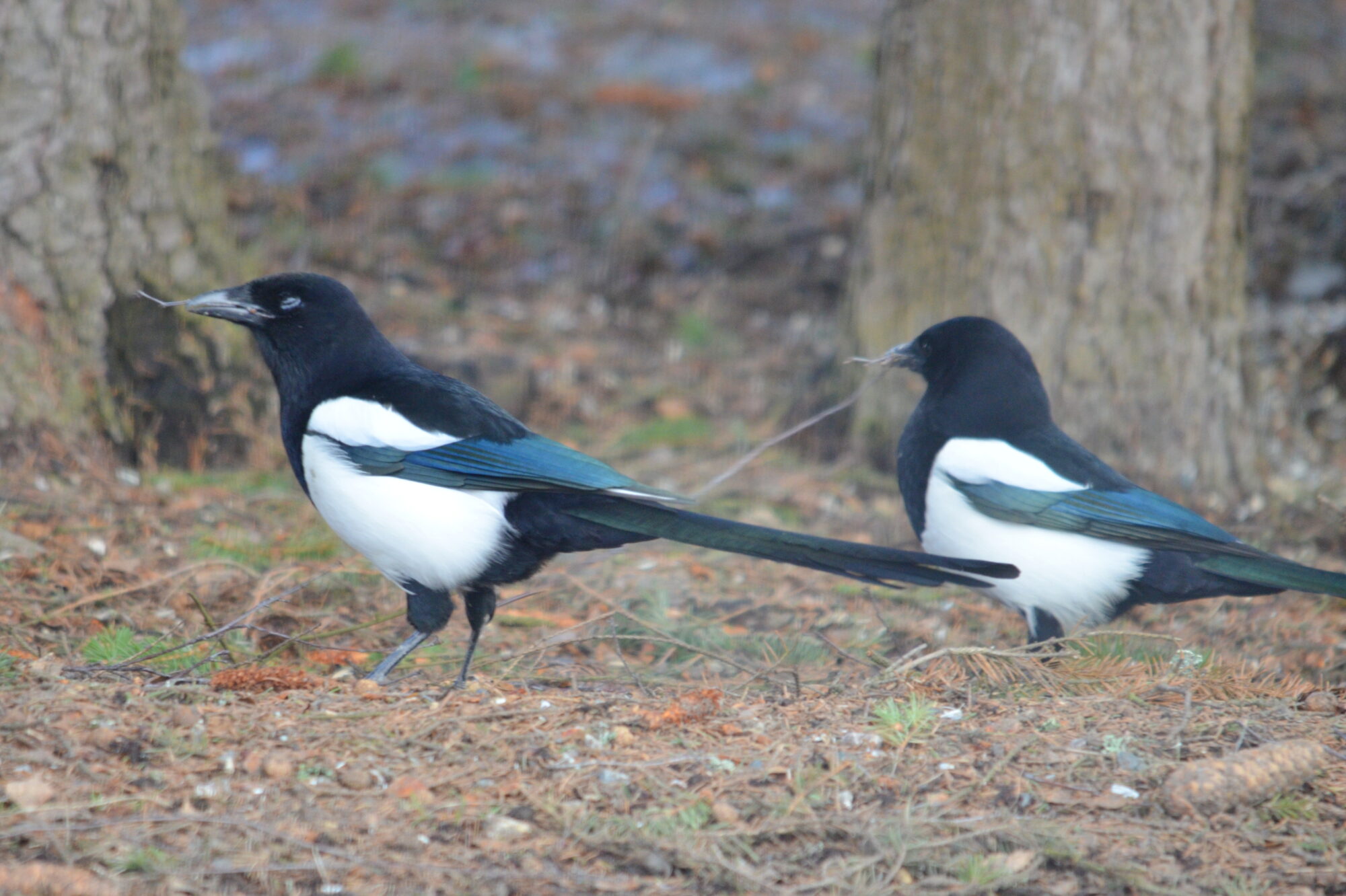 Valokuvaaja: Kaarlo Asikainen