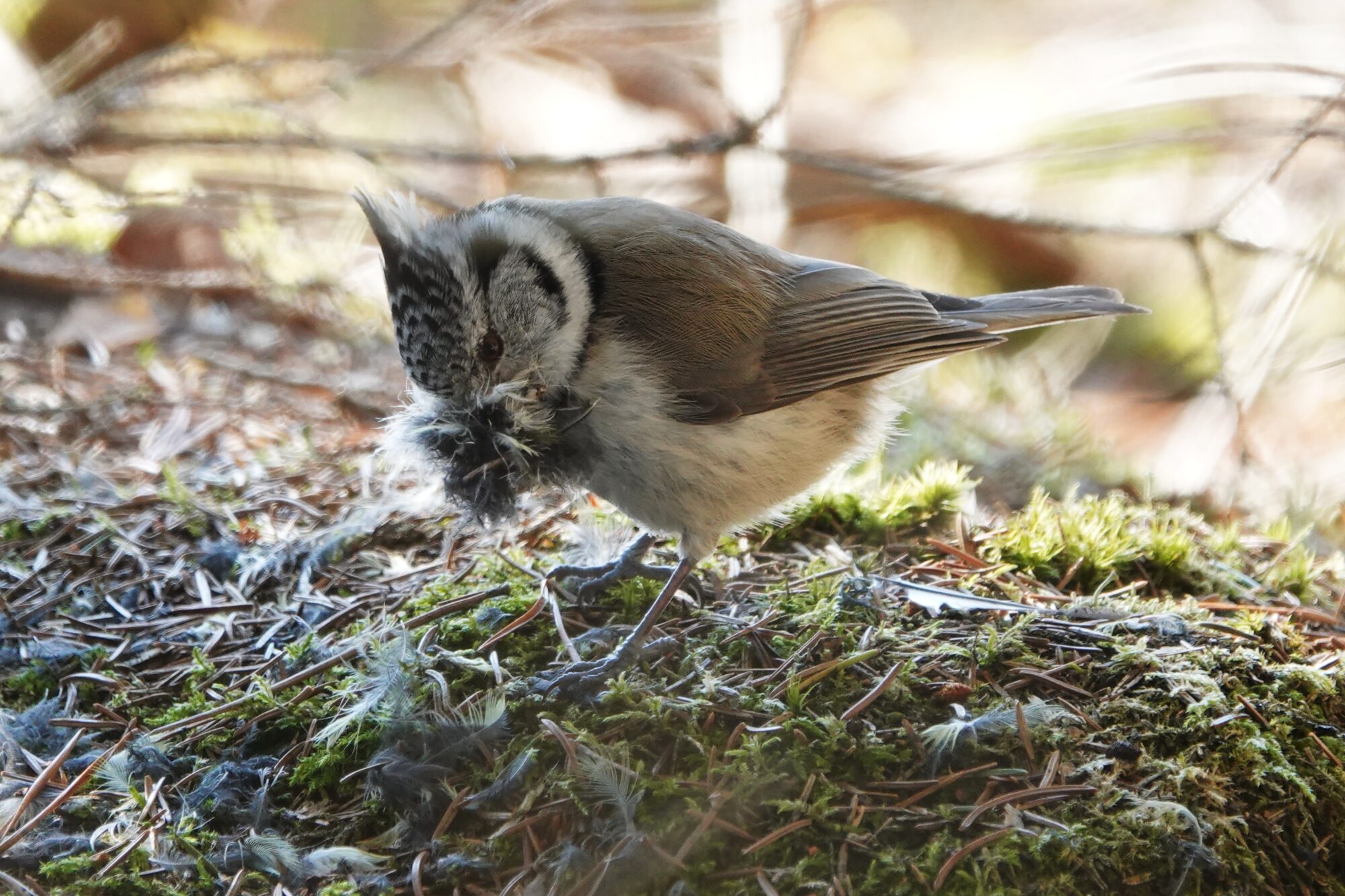 Valokuvaaja: Pertti Nieminen