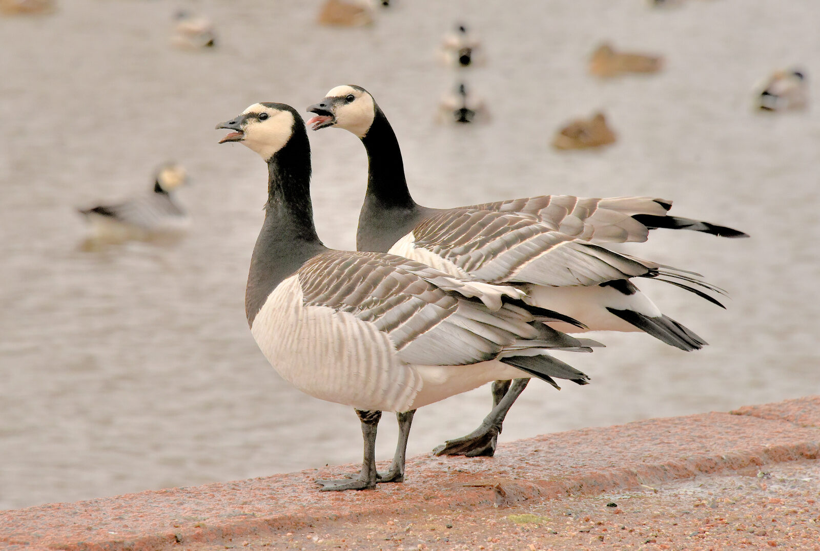 Valokuvaaja: Reijo Juurinen