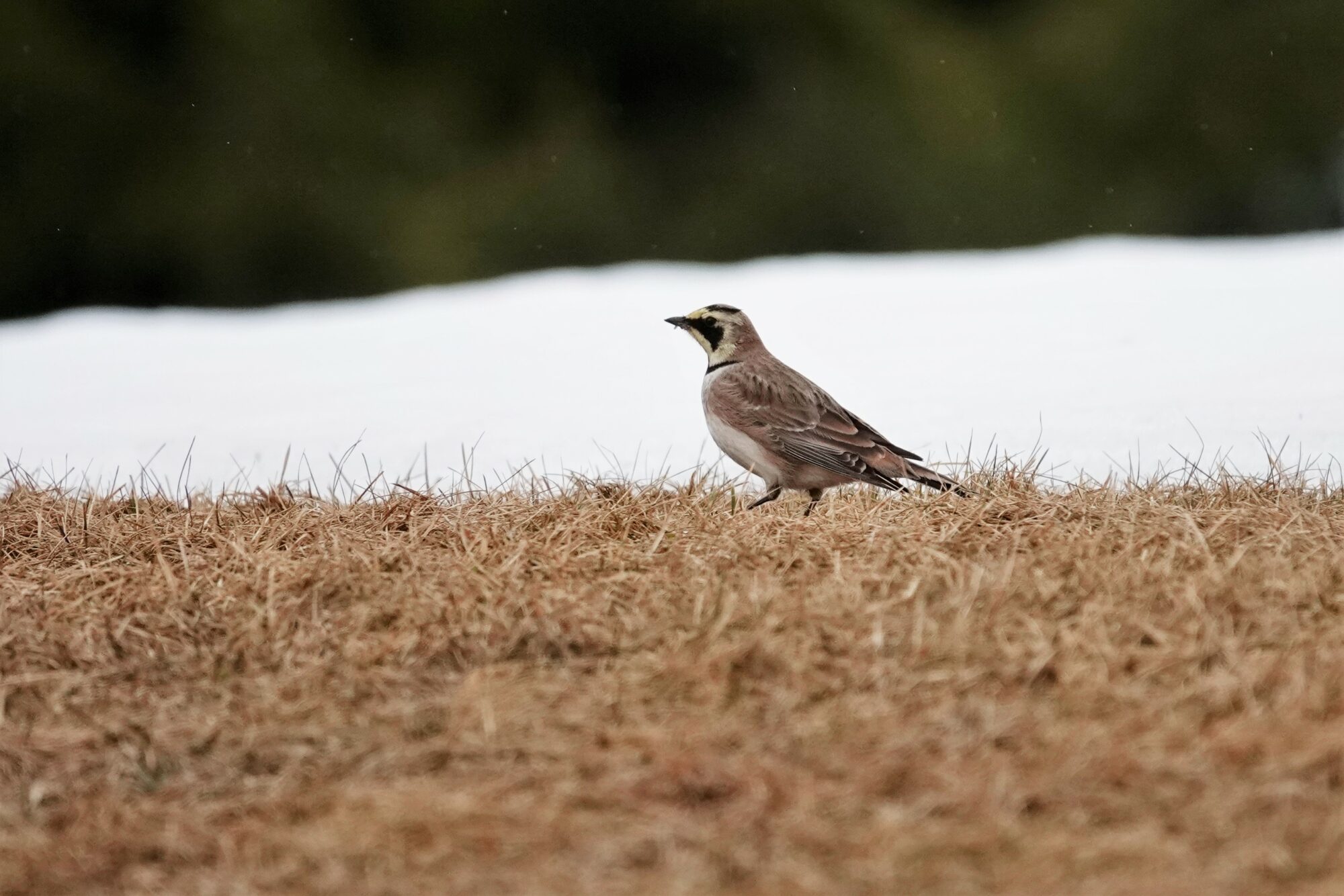Valokuvaaja: Maarit Siitonen Valokuvaaja: Maarit Siitonen