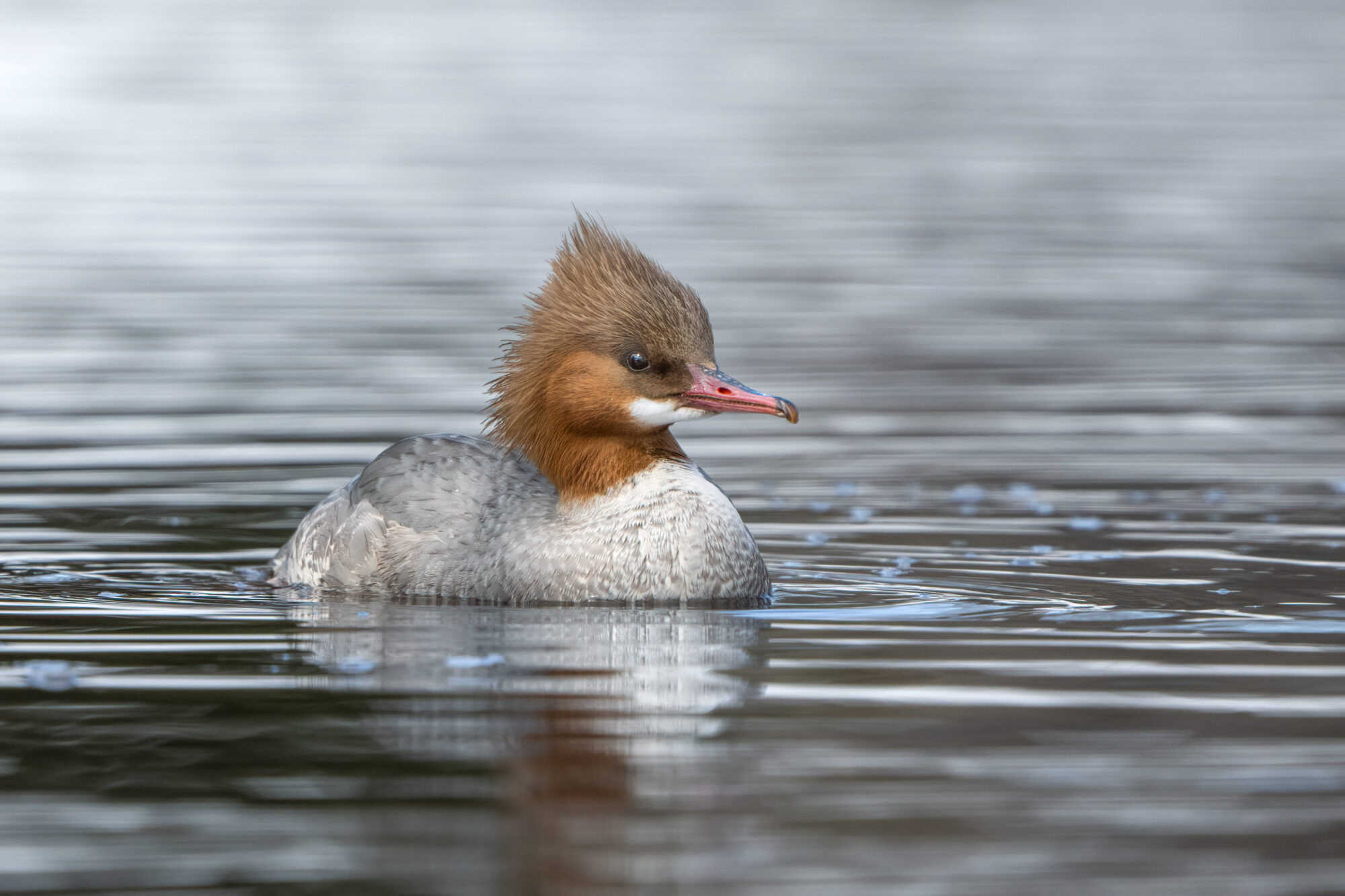 Valokuvaaja: Laura Lehtola
