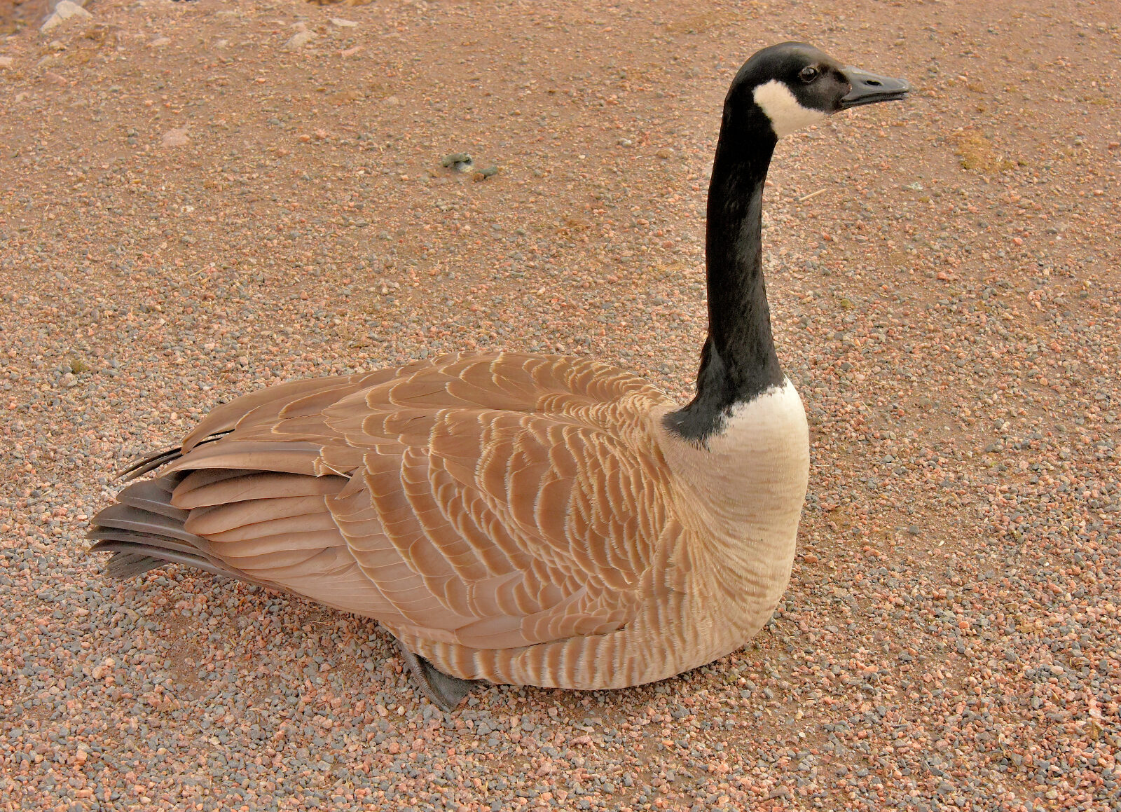 Valokuvaaja: Reijo Juurinen