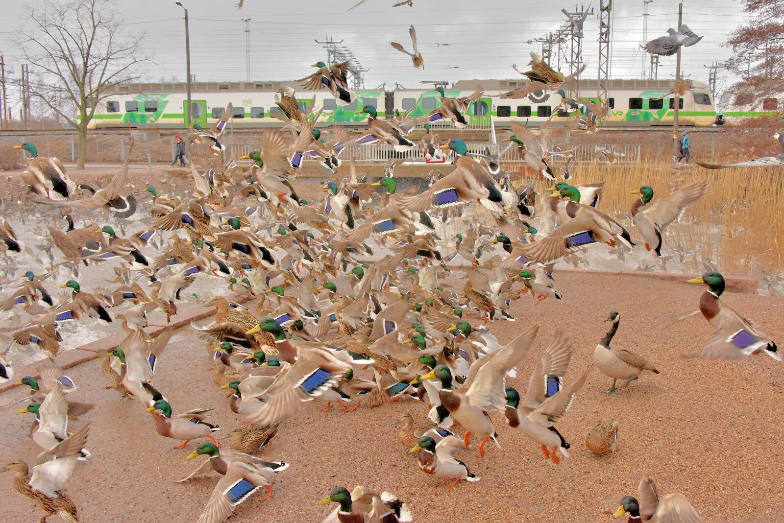 Valokuvaaja: Reijo Juurinen