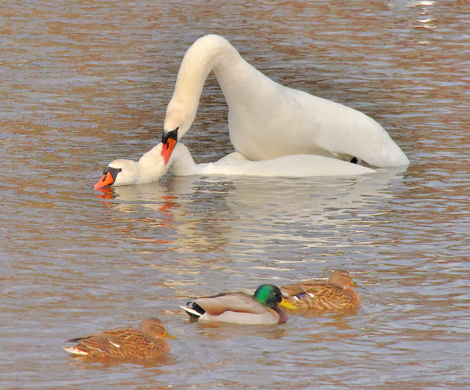 Valokuvaaja: Reijo Juurinen