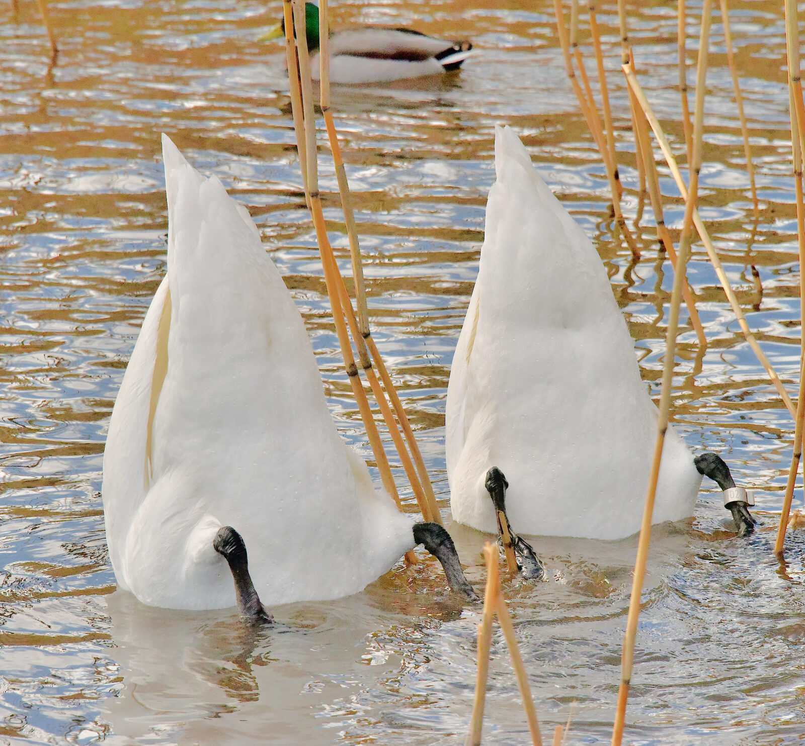 Valokuvaaja: Reijo Juurinen