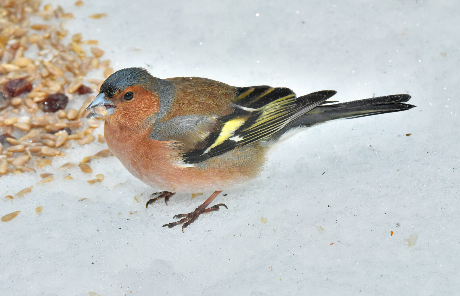 Valokuvaaja: Reijo Juurinen