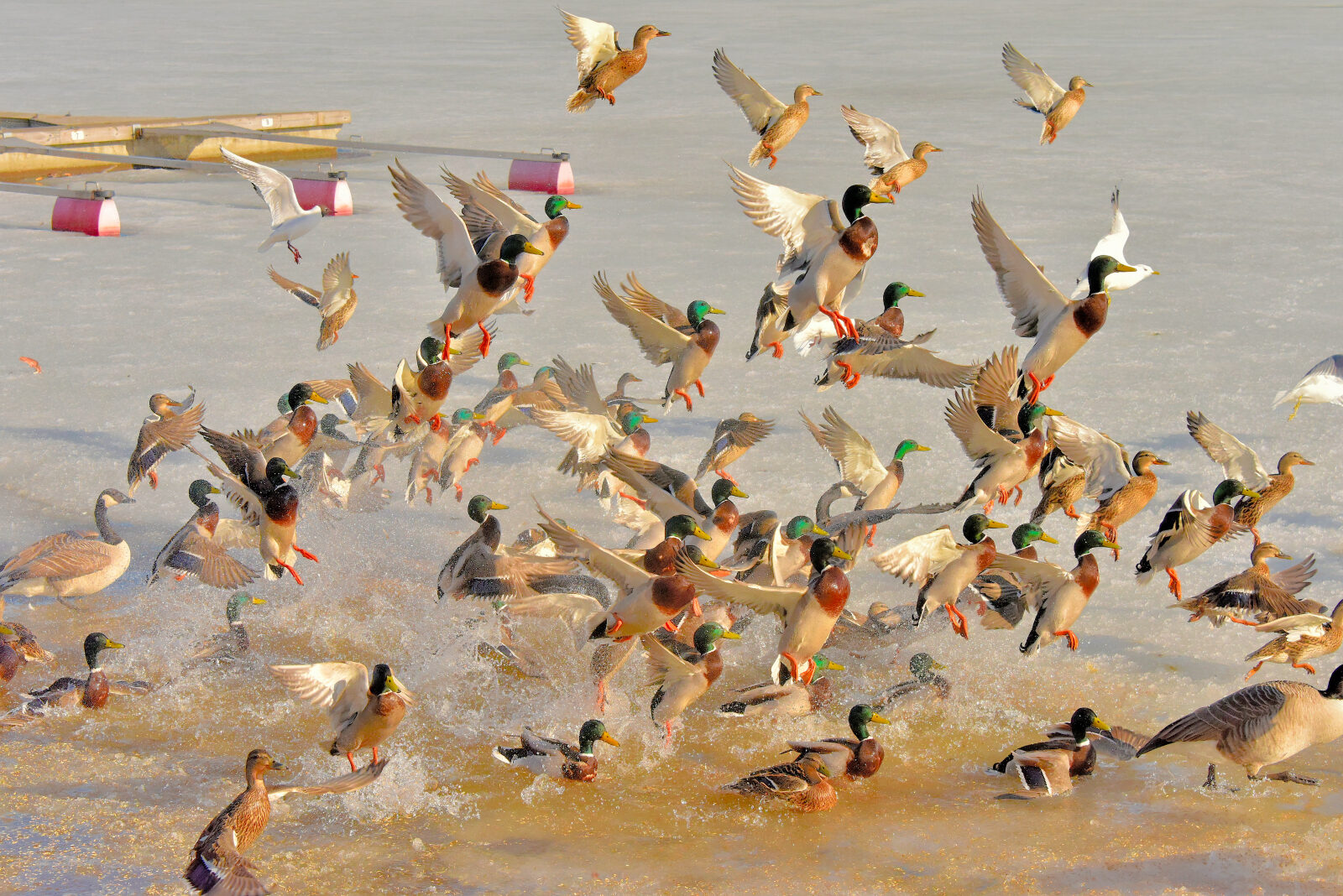 Valokuvaaja: Reijo Juurinen Valokuvaaja: Reijo Juurinen