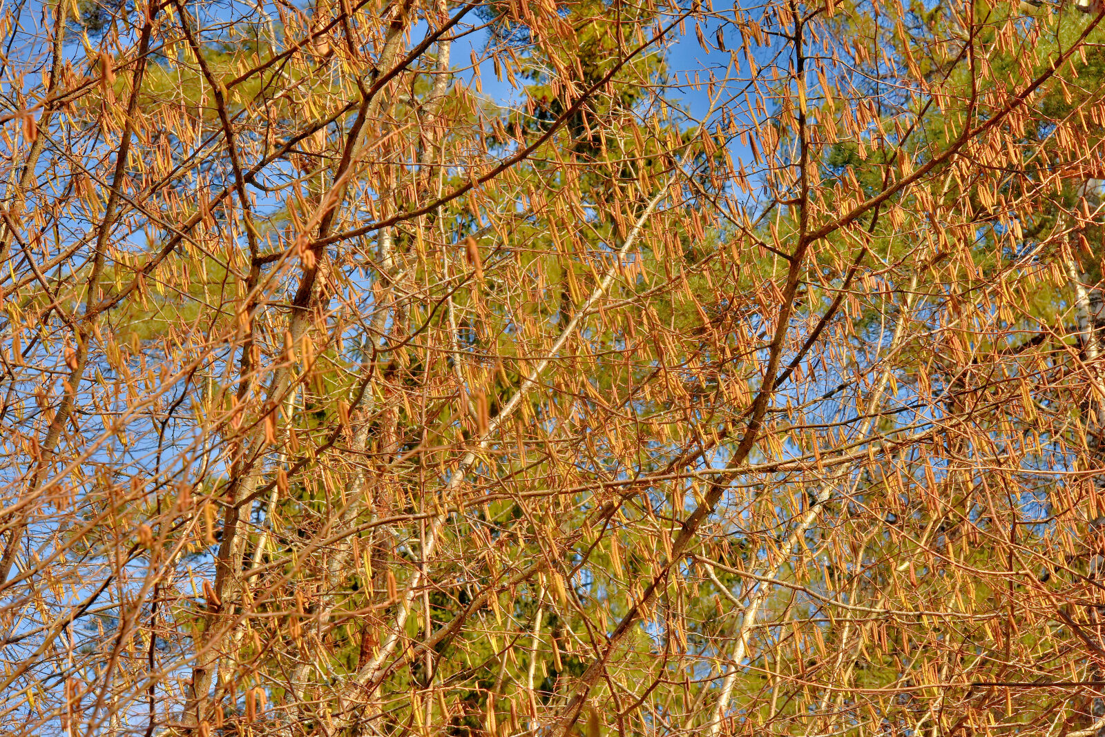 Valokuvaaja: Reijo Juurinen