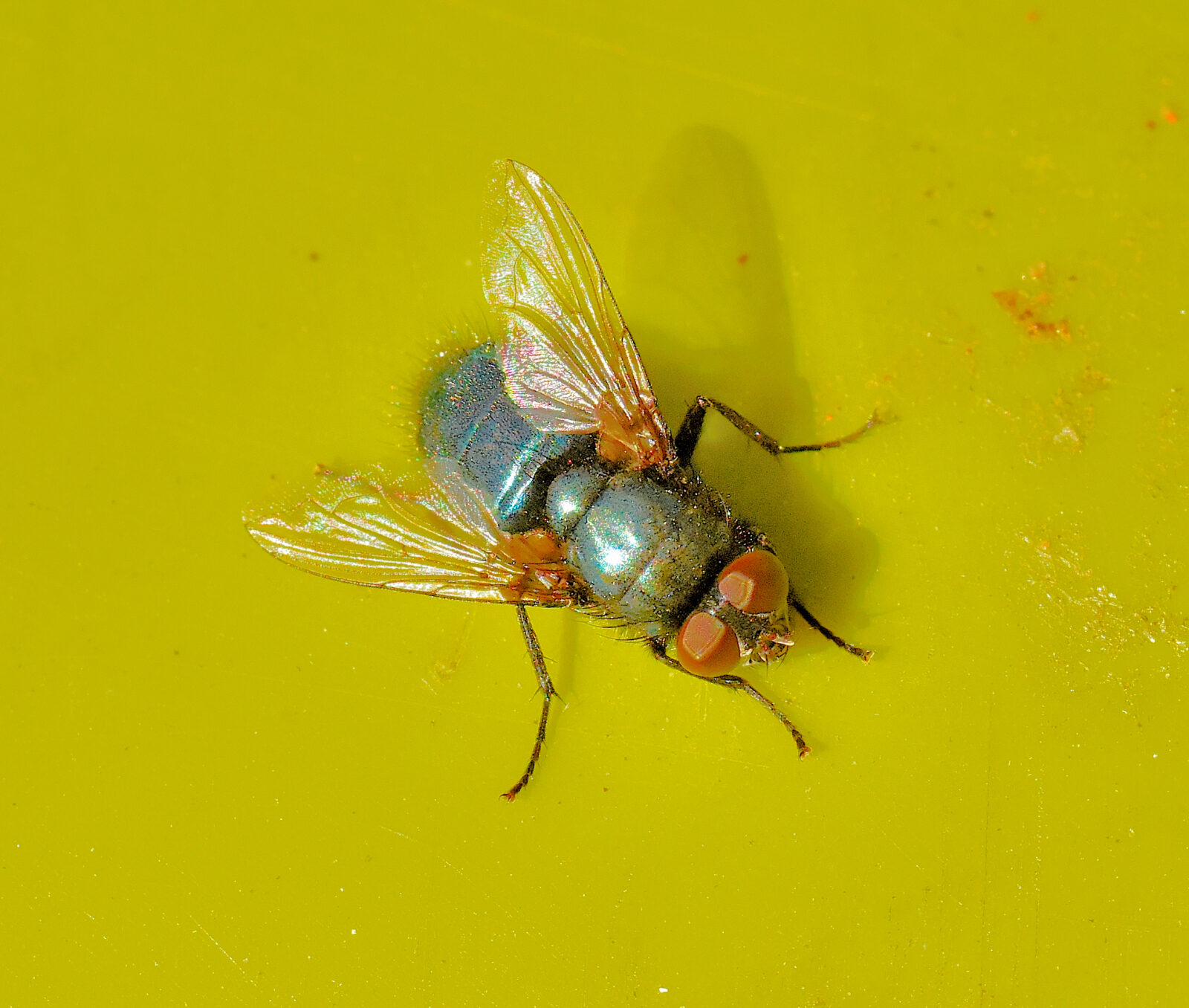 Valokuvaaja: Reijo Juurinen