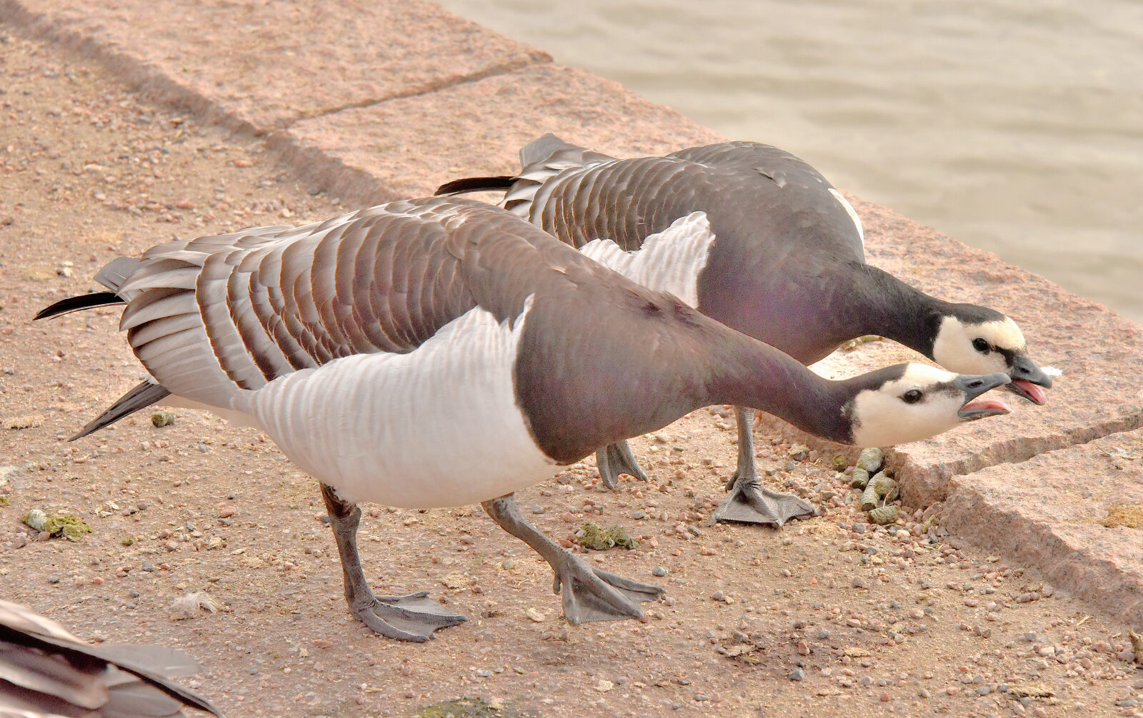 Valokuvaaja: Reijo Juurinen