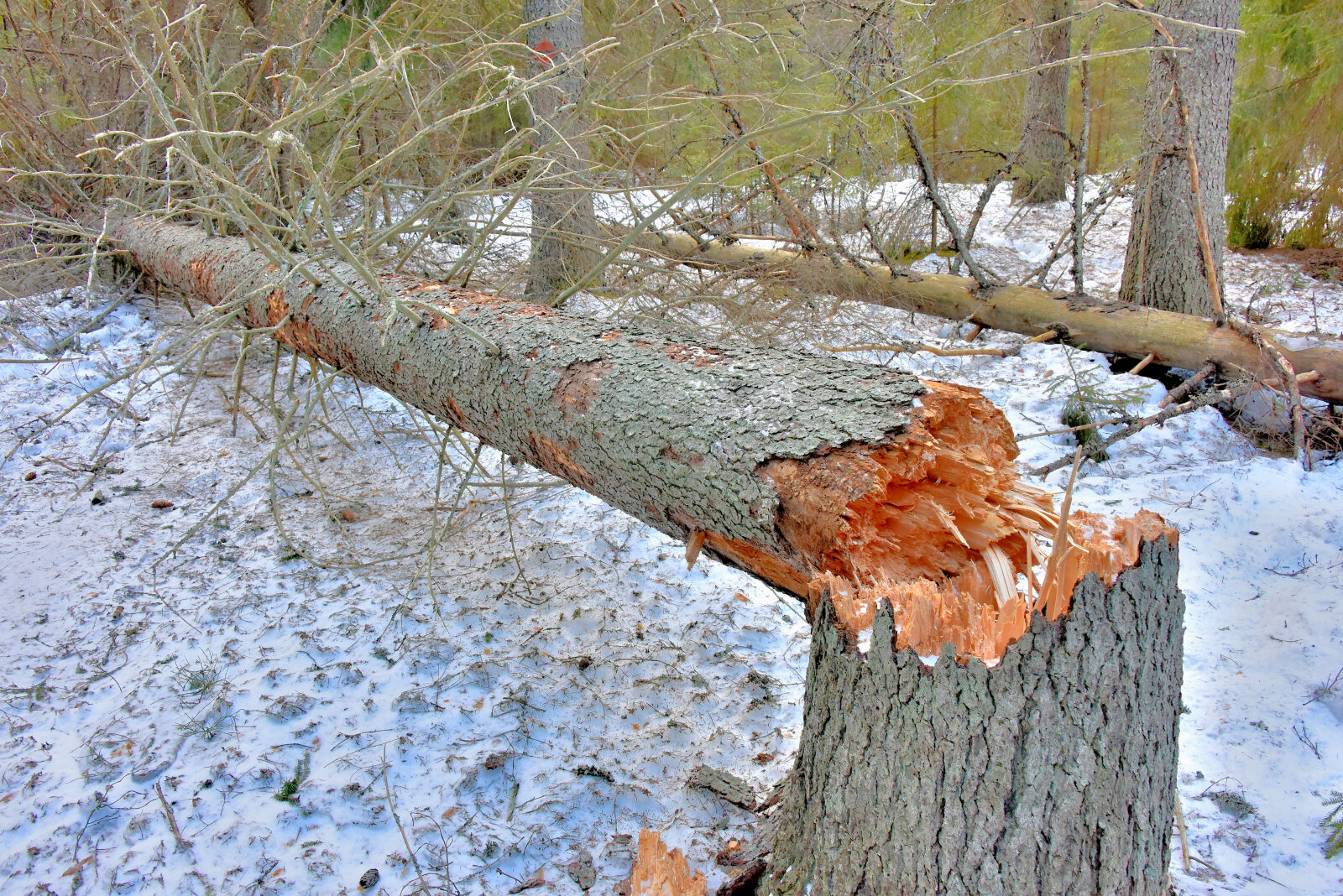 Valokuvaaja: Reijo Juurinen