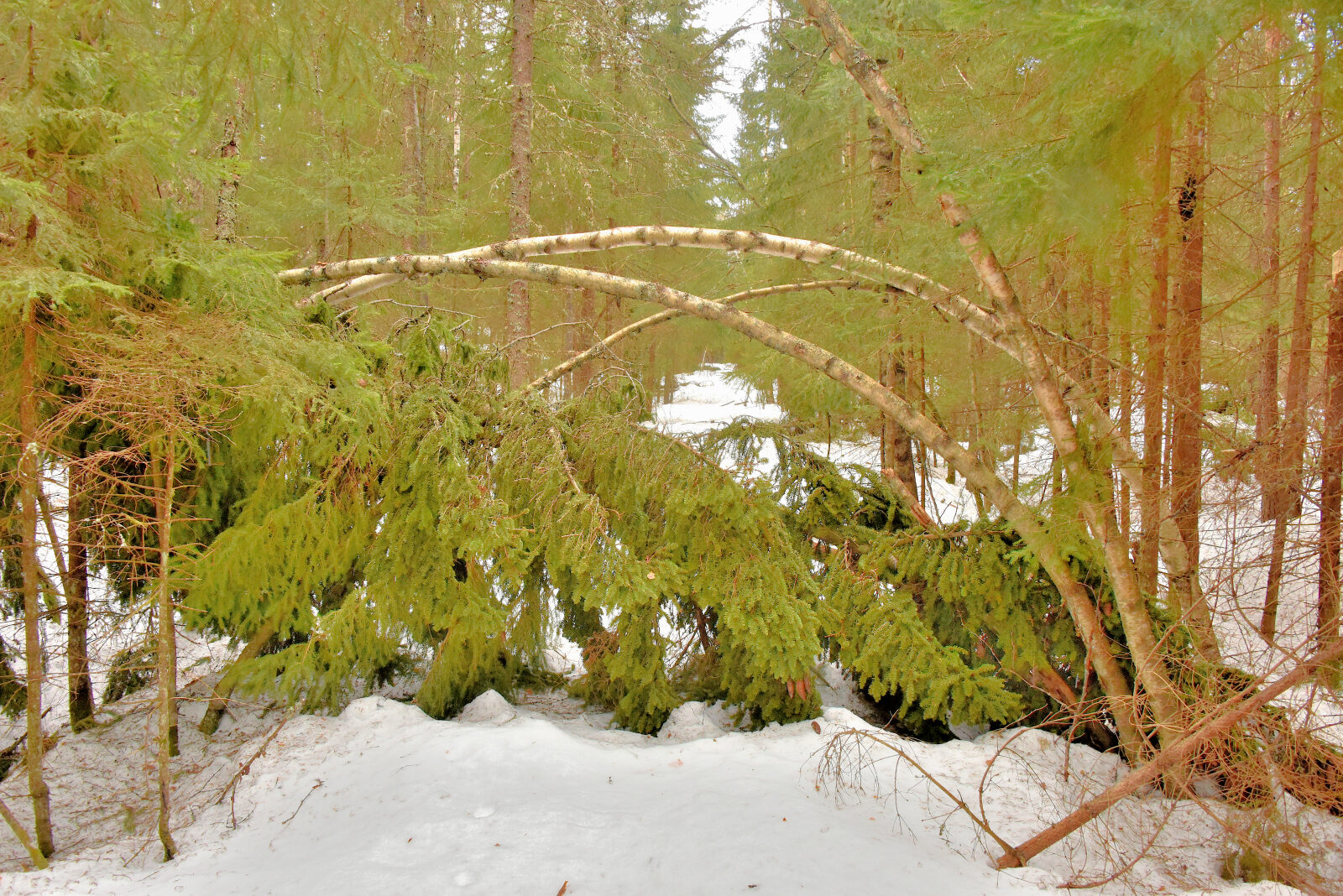 Valokuvaaja: Reijo Juurinen Valokuvaaja: Reijo Juurinen