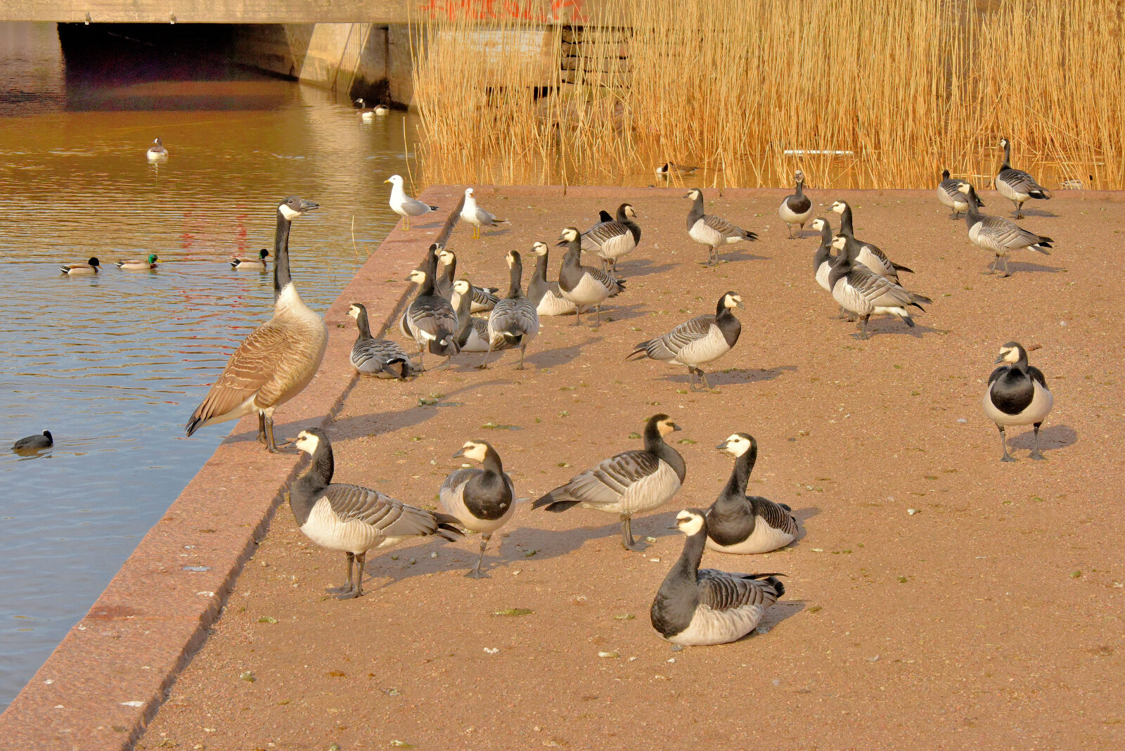 Valokuvaaja: Reijo Juurinen