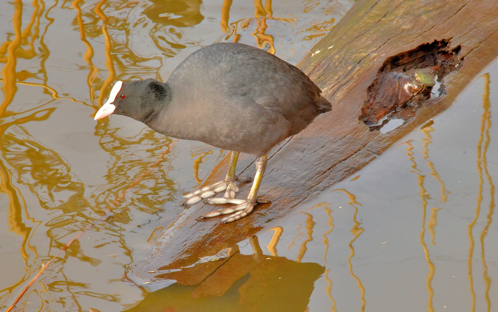 Valokuvaaja: Reijo Juurinen Valokuvaaja: Reijo Juurinen