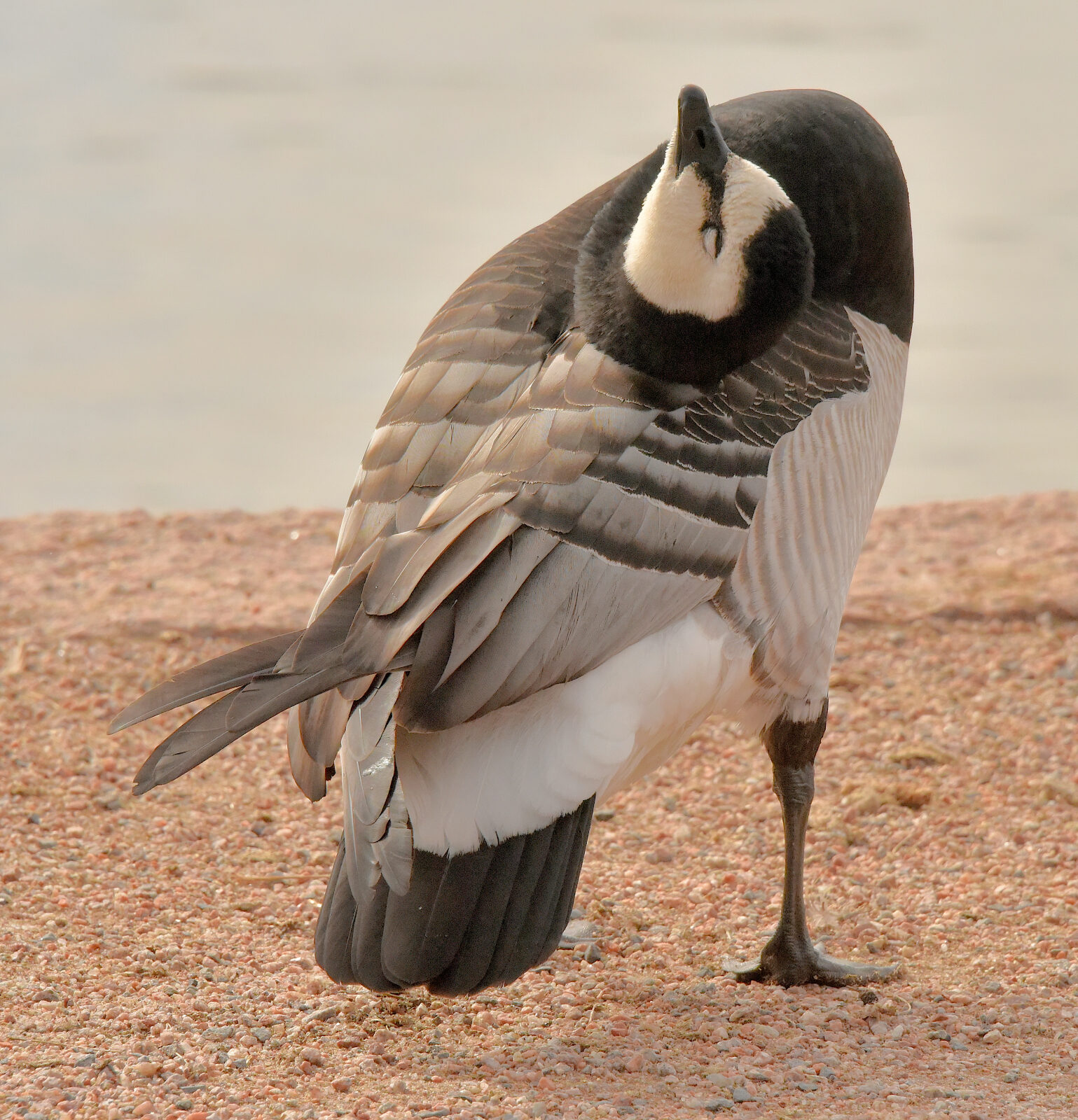 Valokuvaaja: Reijo Juurinen Valokuvaaja: Reijo Juurinen
