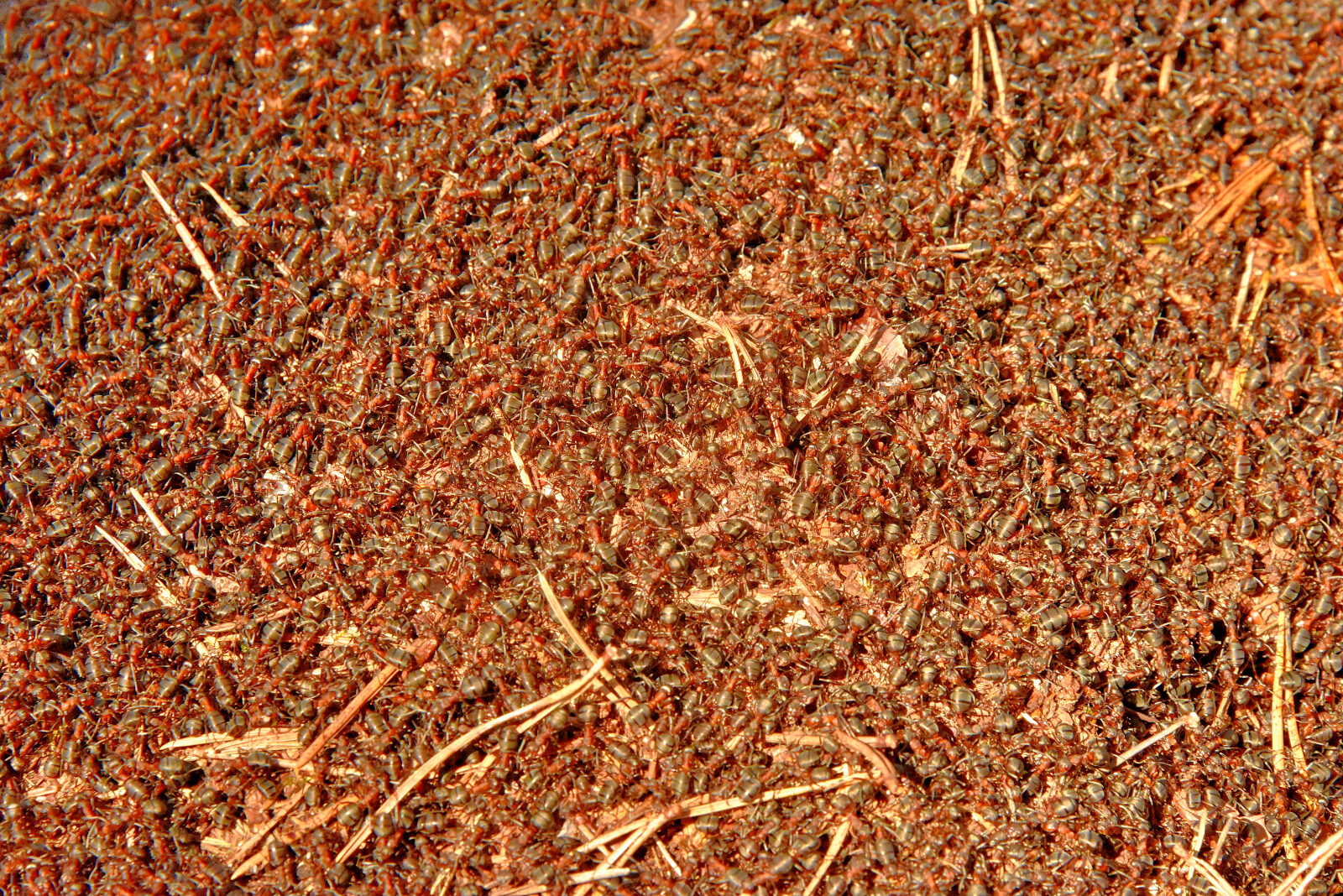 Valokuvaaja: Reijo Juurinen Valokuvaaja: Reijo Juurinen