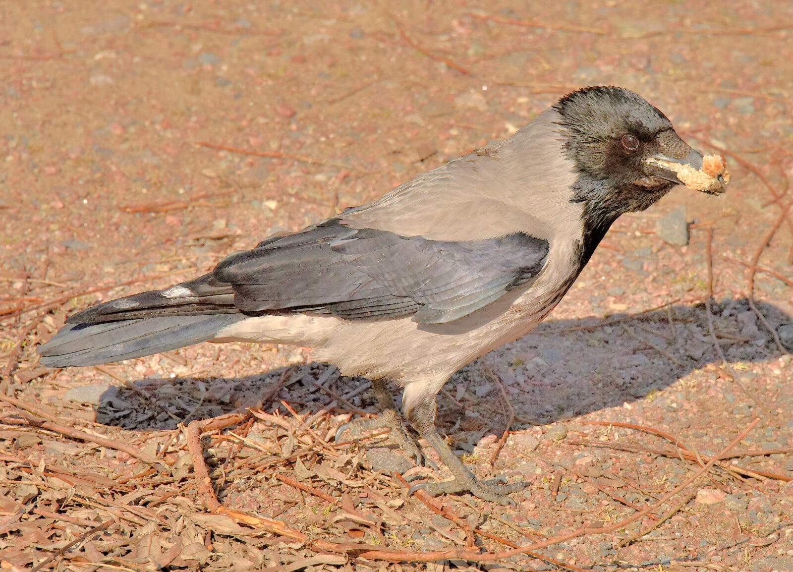 Valokuvaaja: Reijo Juurinen