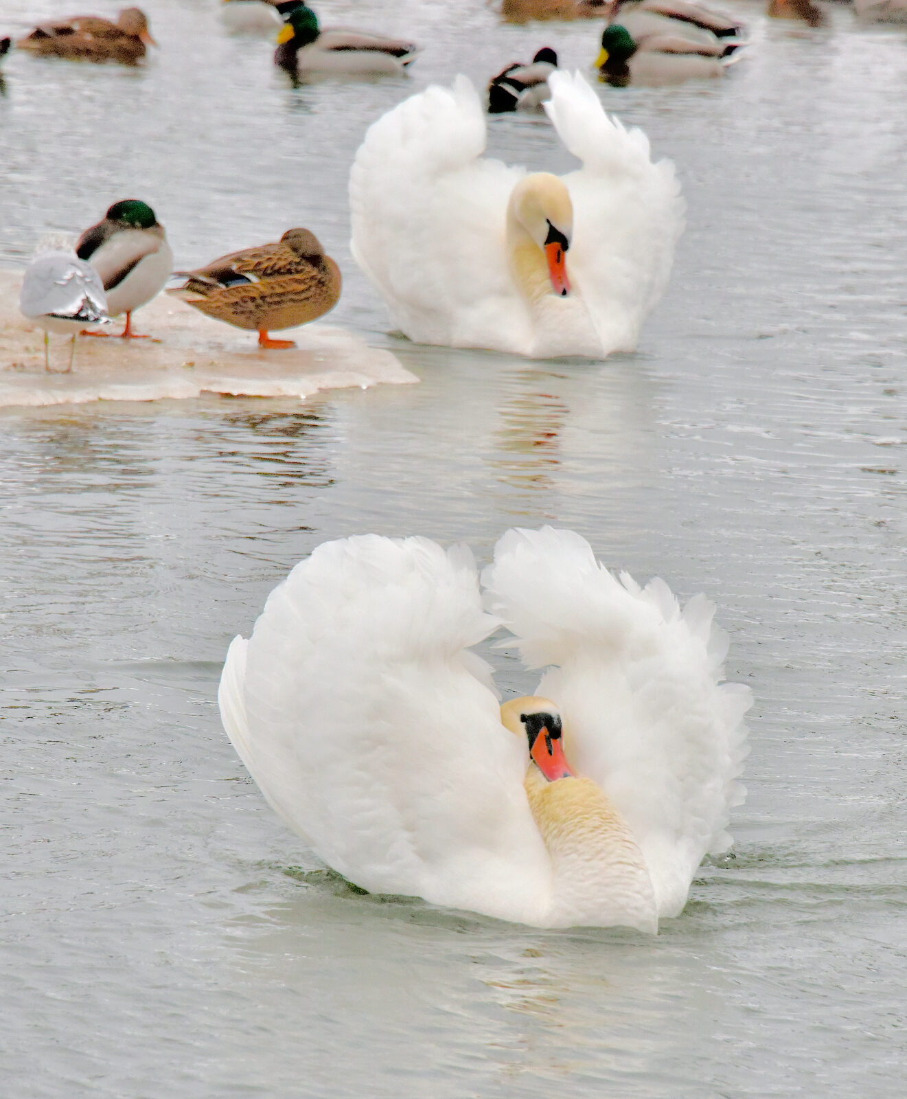 Valokuvaaja: Reijo Juurinen