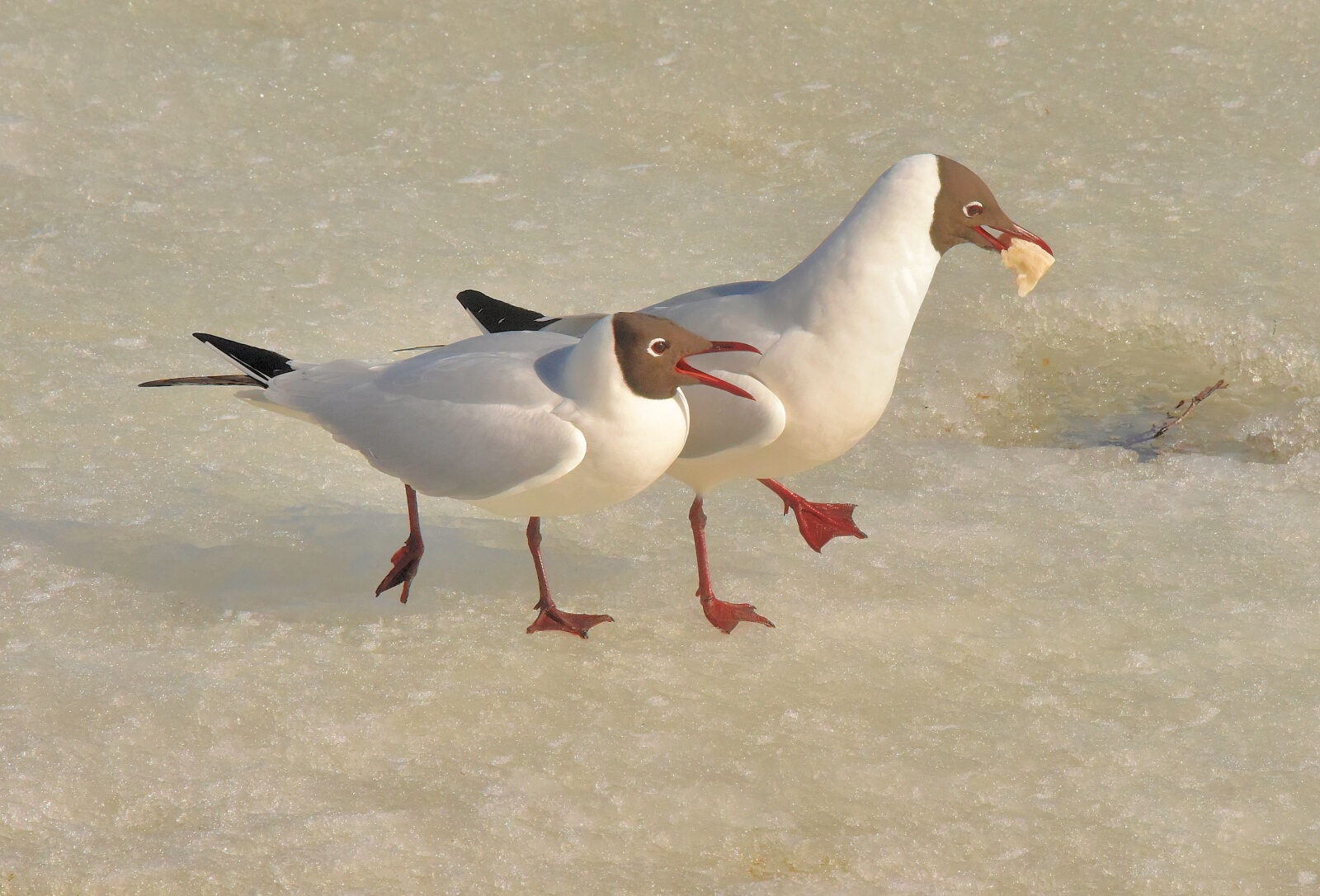 Valokuvaaja: Reijo Juurinen