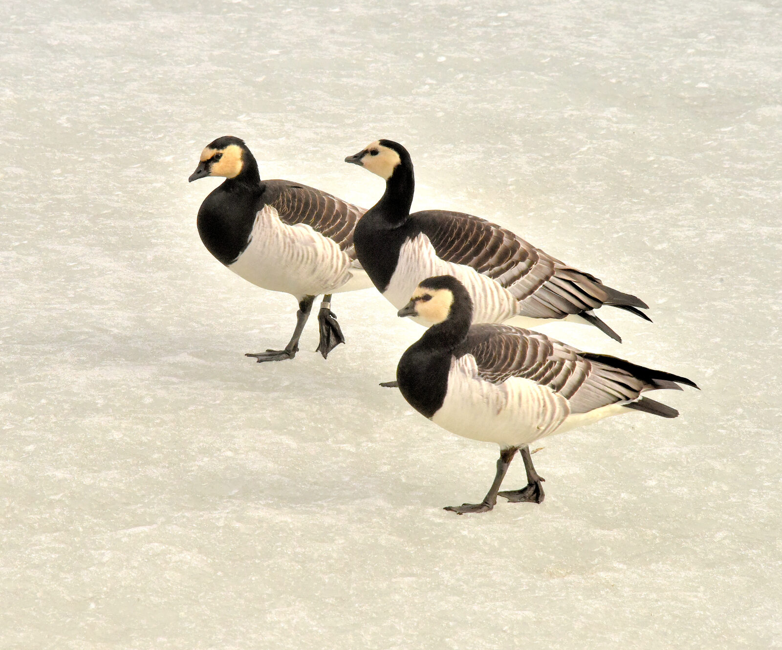 Valokuvaaja: Reijo Juurinen