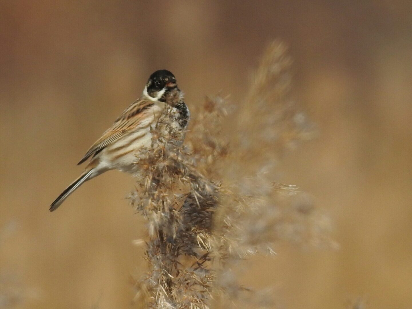 Valokuvaaja: Jarmo Mantere