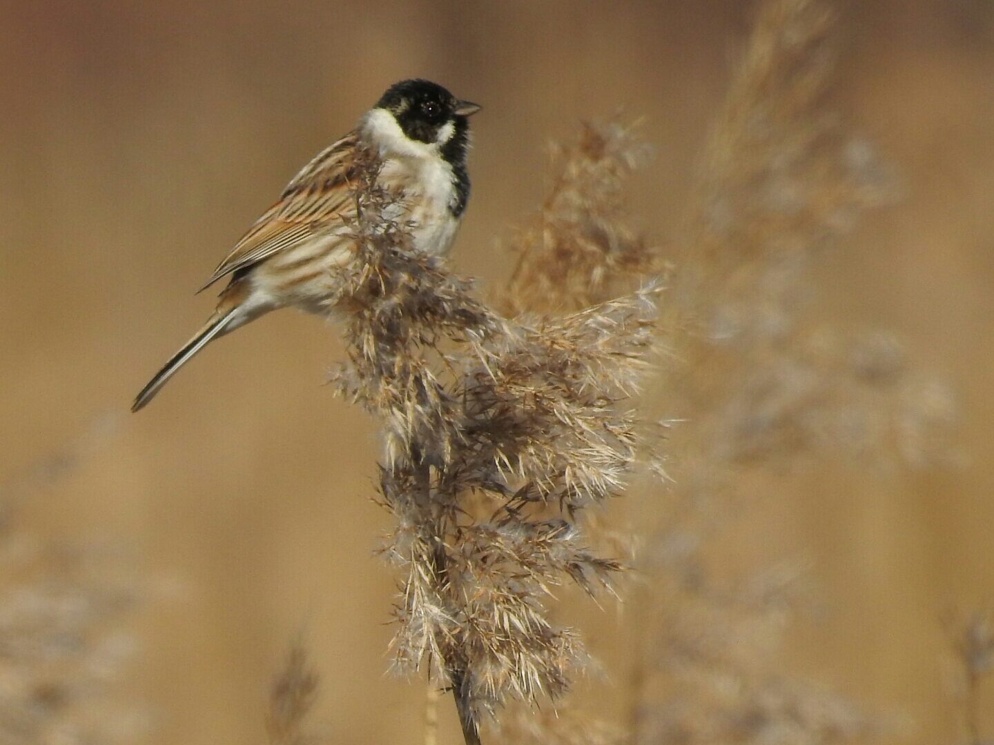 Valokuvaaja: Jarmo Mantere