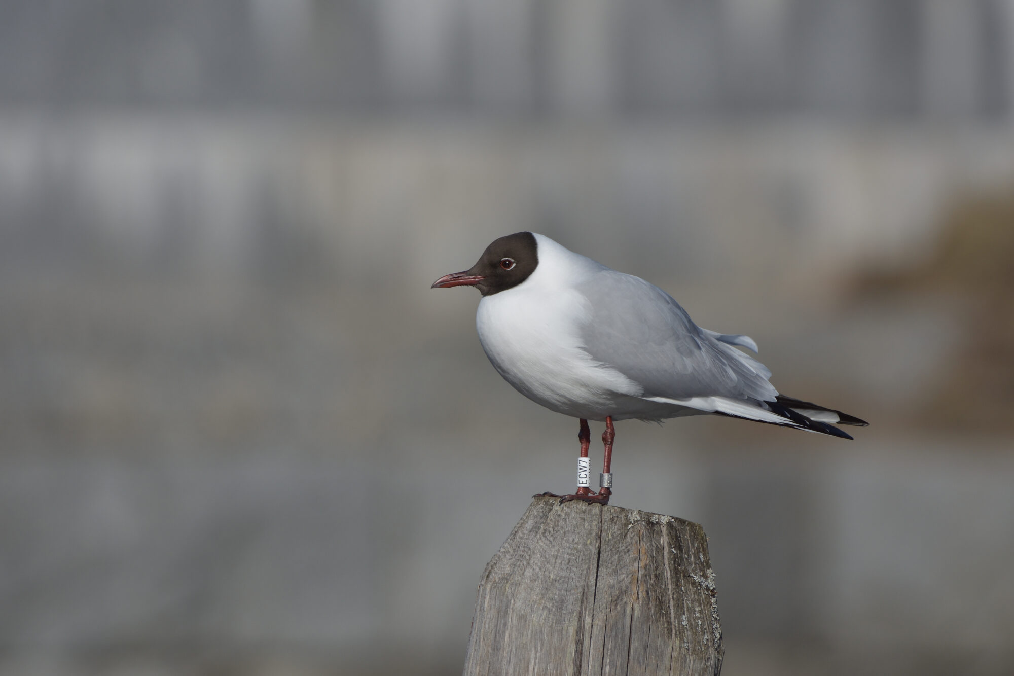 Valokuvaaja: Asko Heikkinen