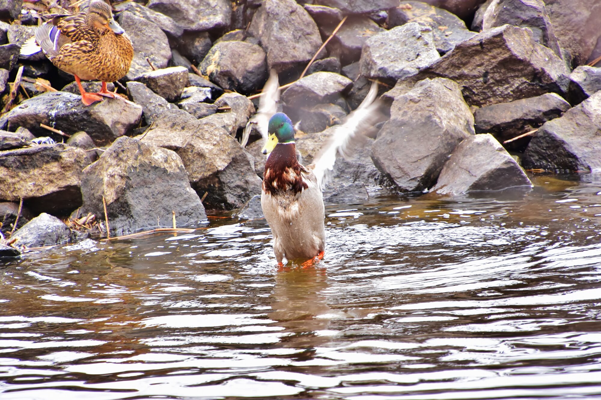 Valokuvaaja: Markku Pelkonen Valokuvaaja: Markku Pelkonen