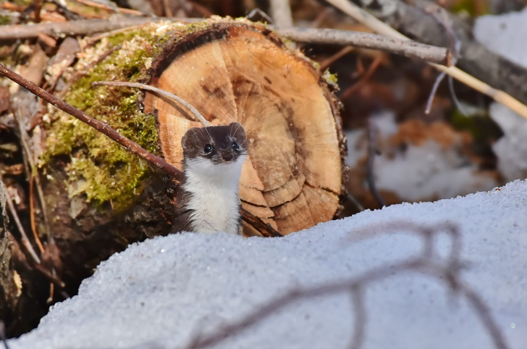 Valokuvaaja: Markku Pelkonen