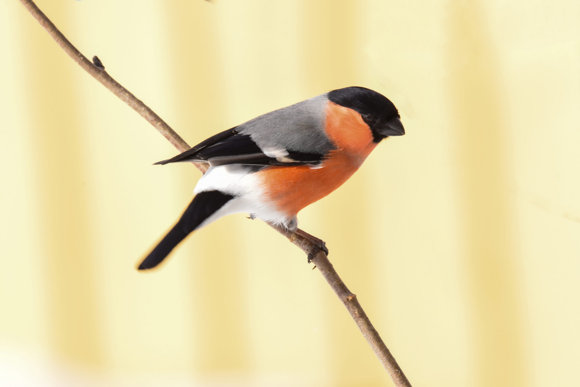 Valokuvaaja: Maija Savolainen