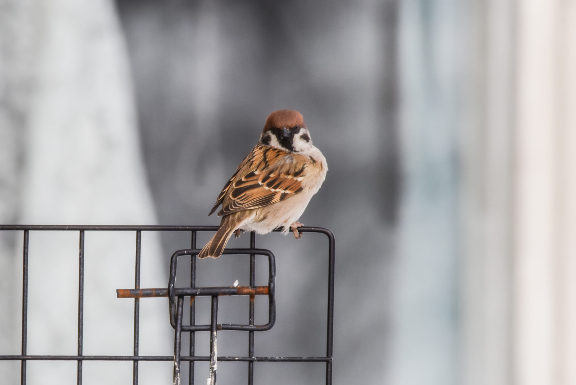 Valokuvaaja: Maija Savolainen