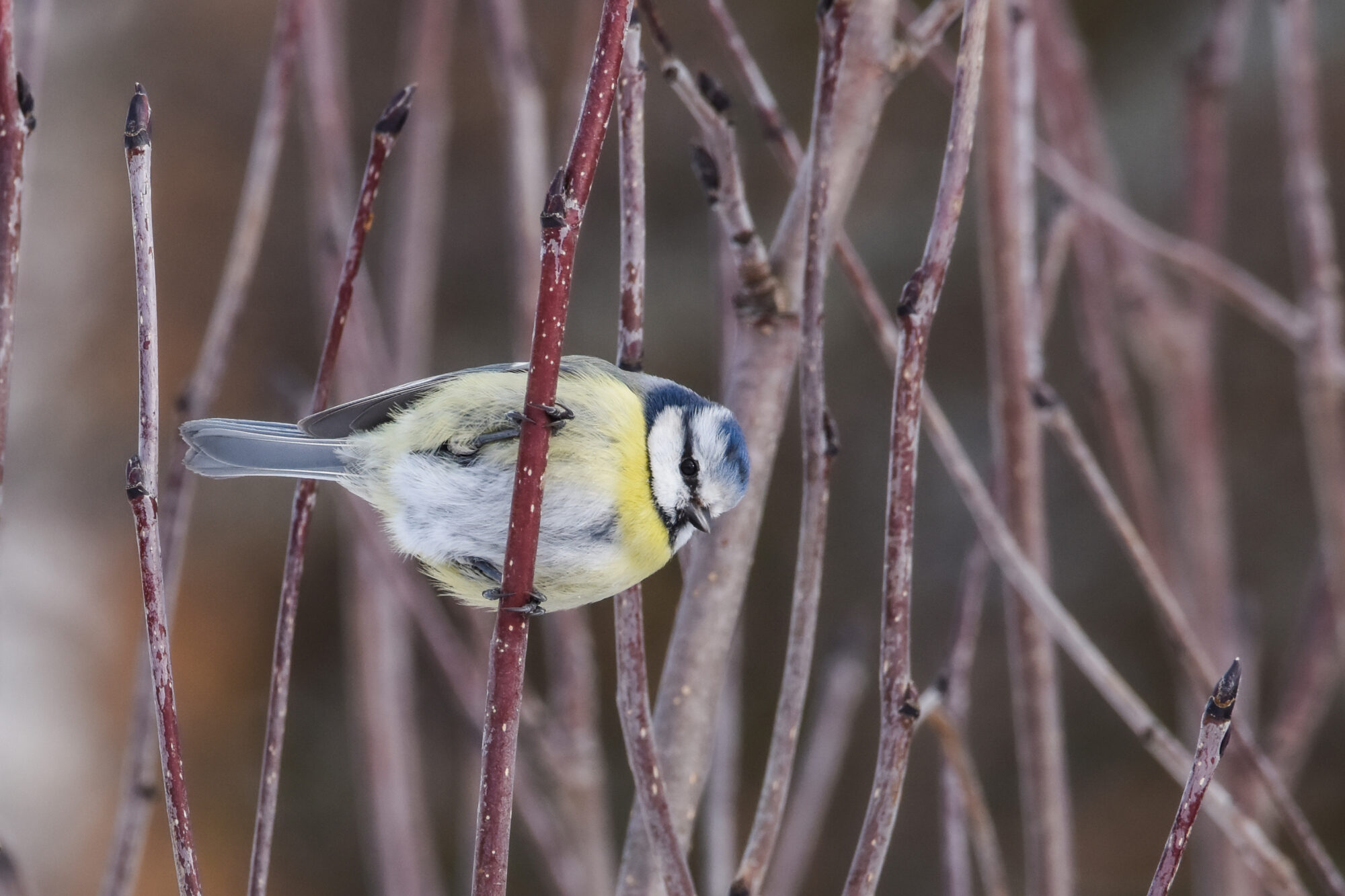 Valokuvaaja: Maija Savolainen